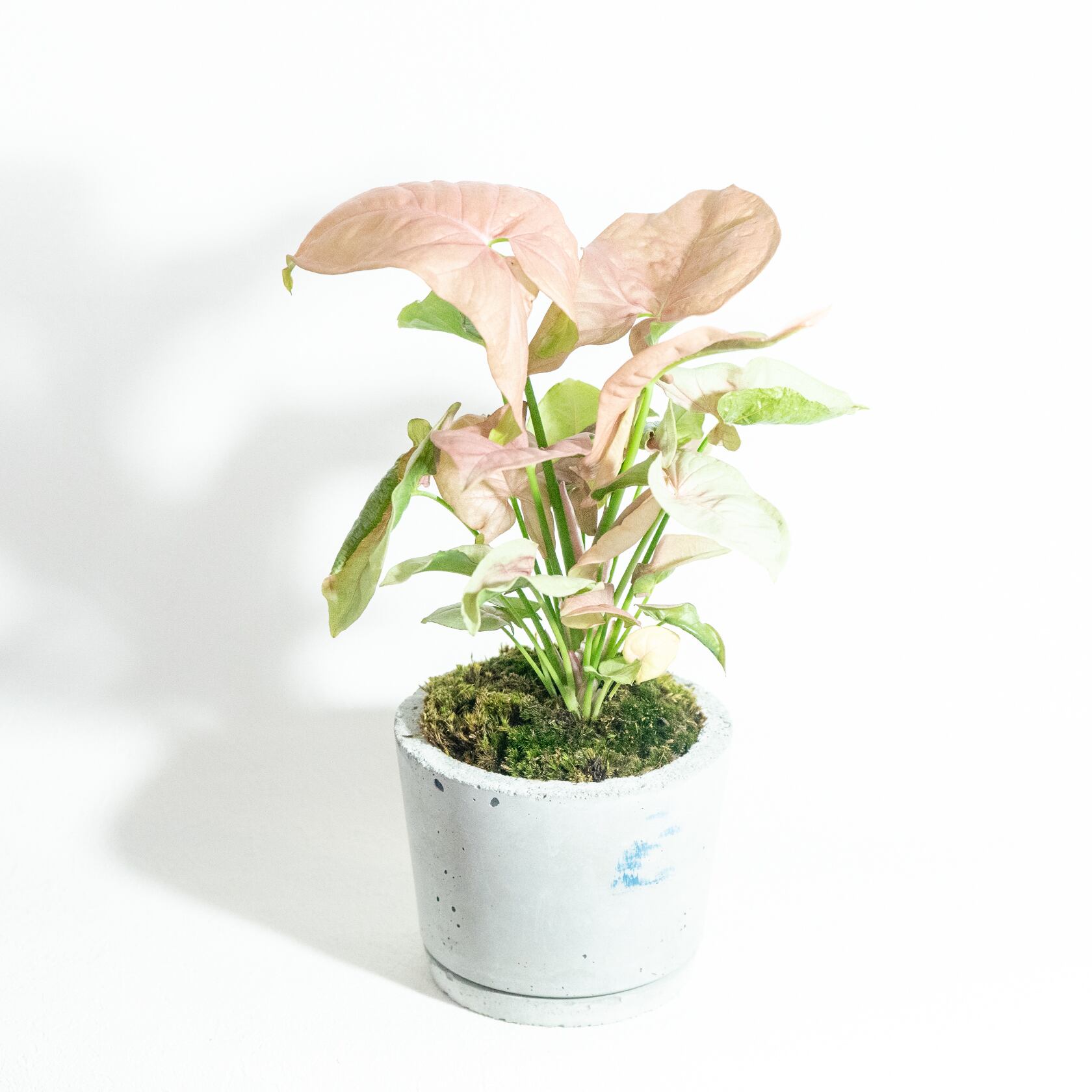 ＼送料無料／≪ 観葉植物 ≫室内管理もオッケーなシンゴニウムとフデ苔の鉢植え｜シンプルでお部屋を選ばない手作りモルタル鉢