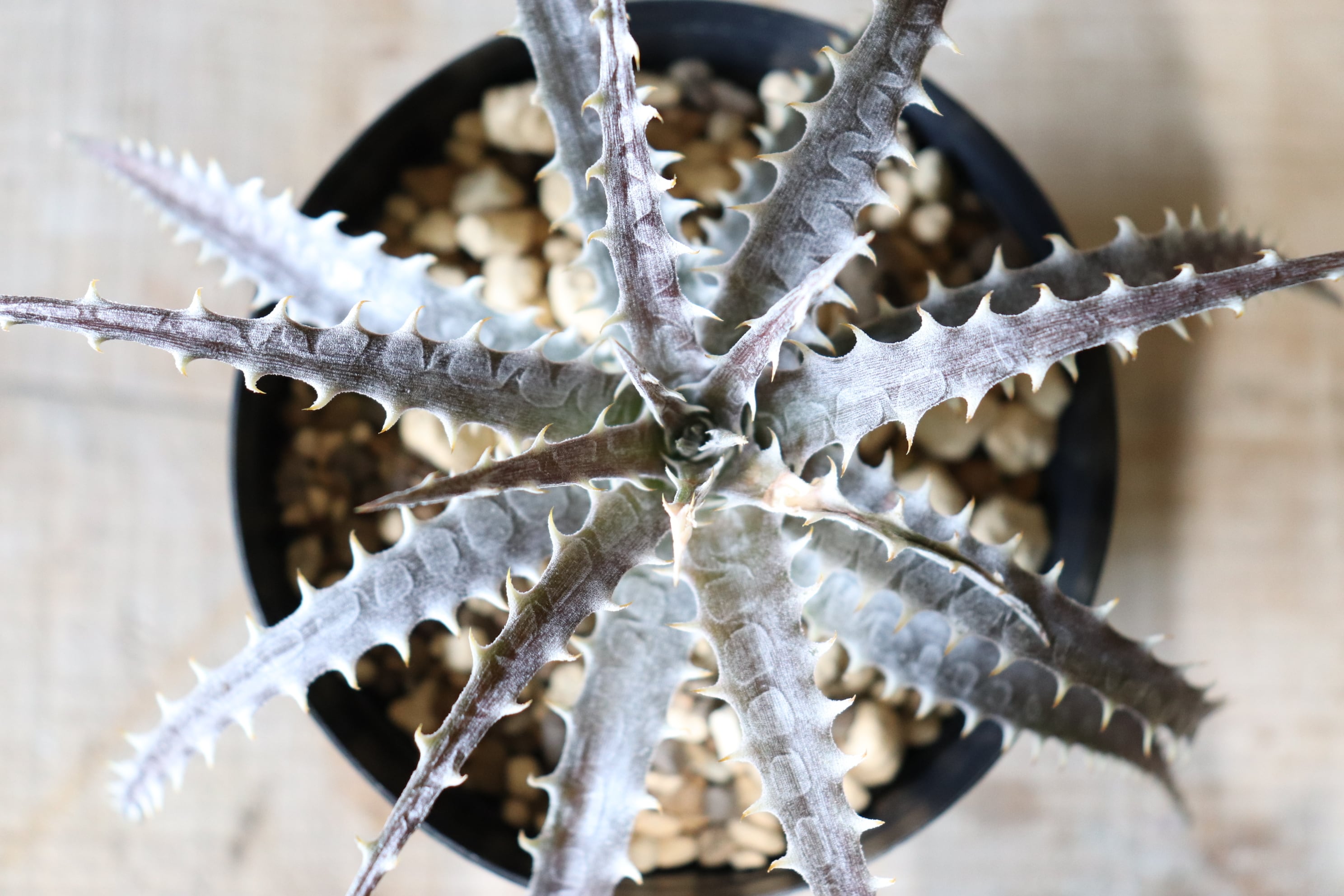 送料無料】'Brittle Star'×goehringii〔ディッキア〕現品発送D0009