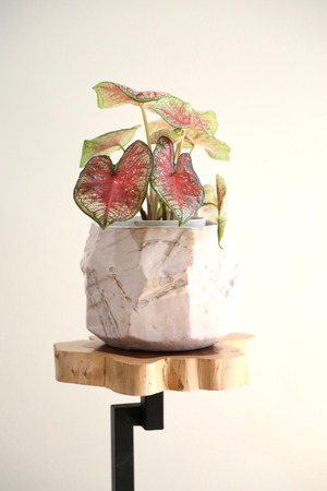 【M】カラジウム ガーデン/caladium 　※陶器鉢付き