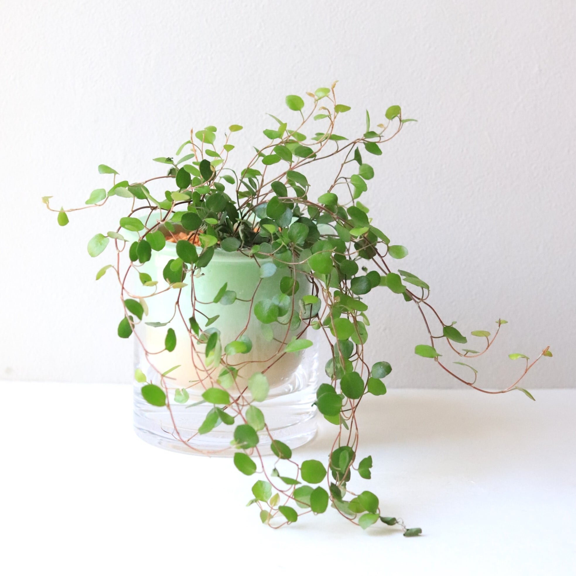 【グリーン】ワイヤープランツ