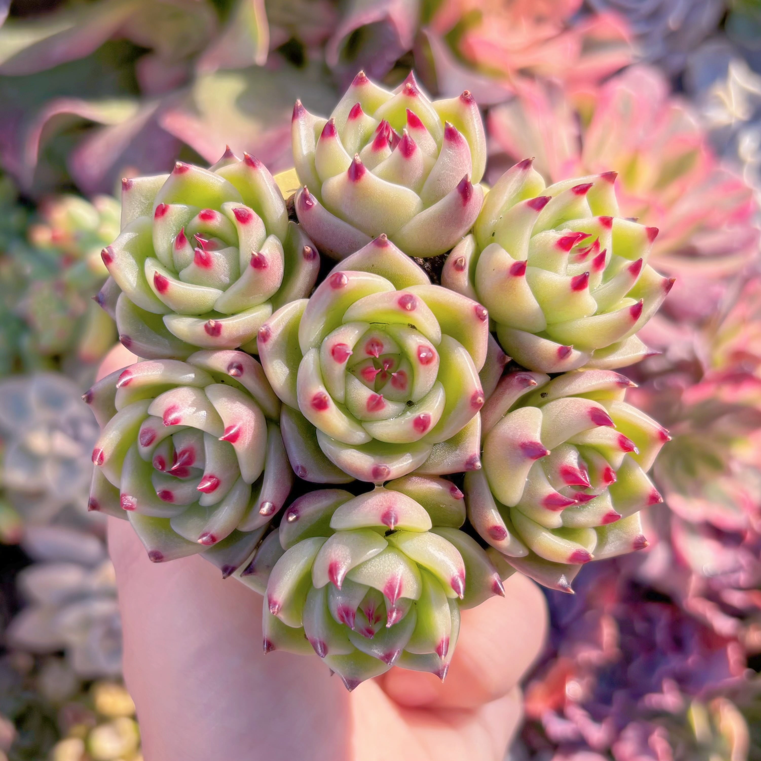 多肉植物　ブルードラゴン(7苗)　新入荷　るる農園