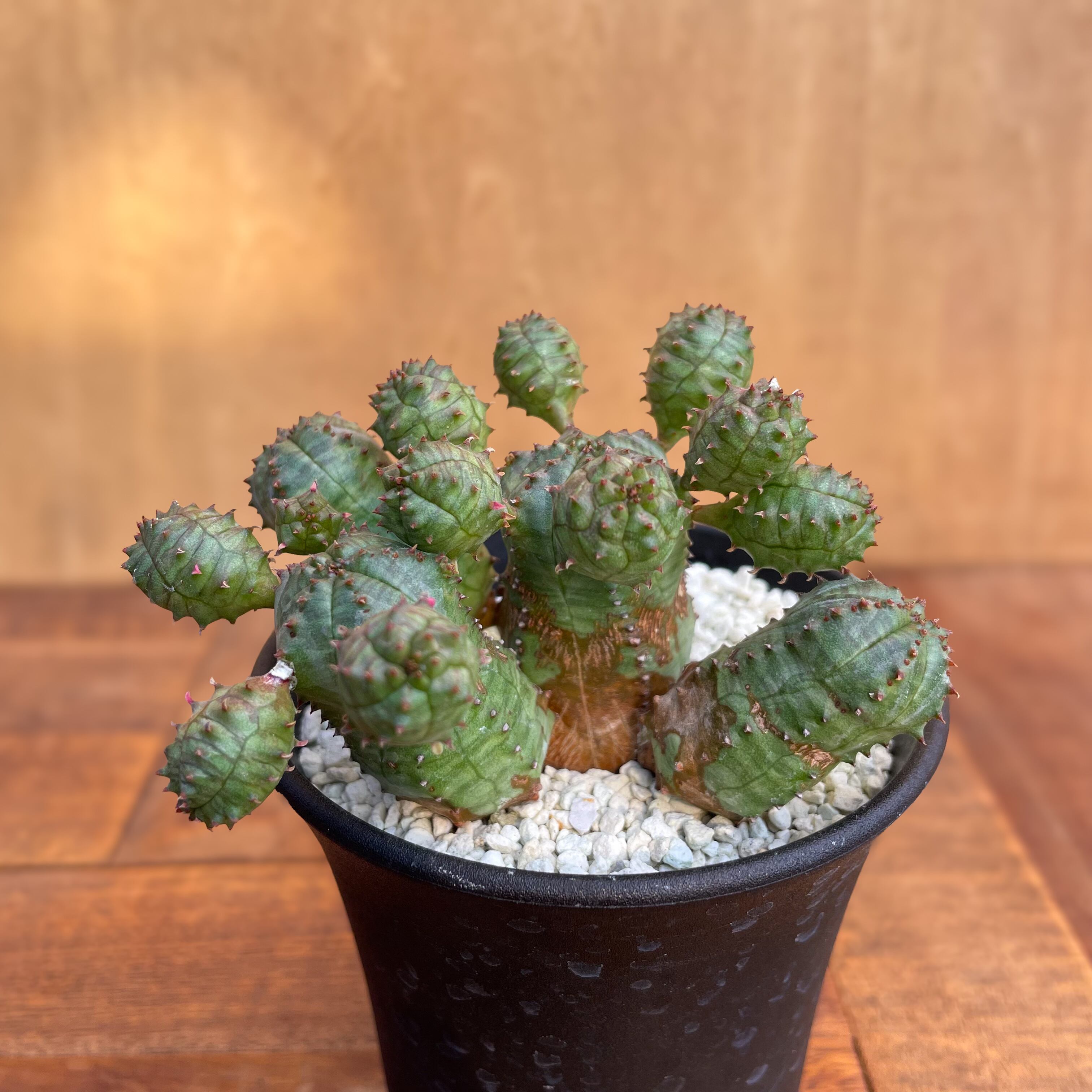 S588【自社養生株】Euphorbia オベサ（抜き苗）【多肉植物  