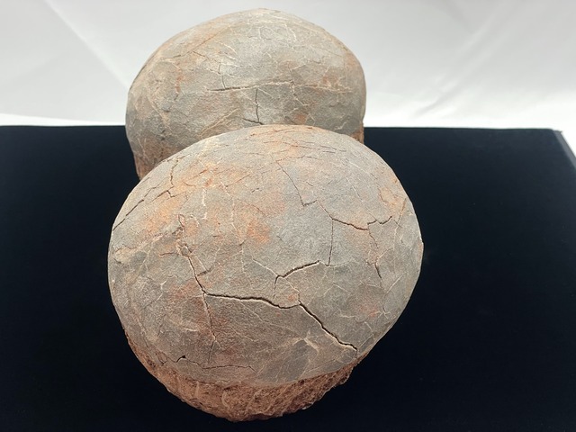 恐竜の卵の化石（レプリカ）