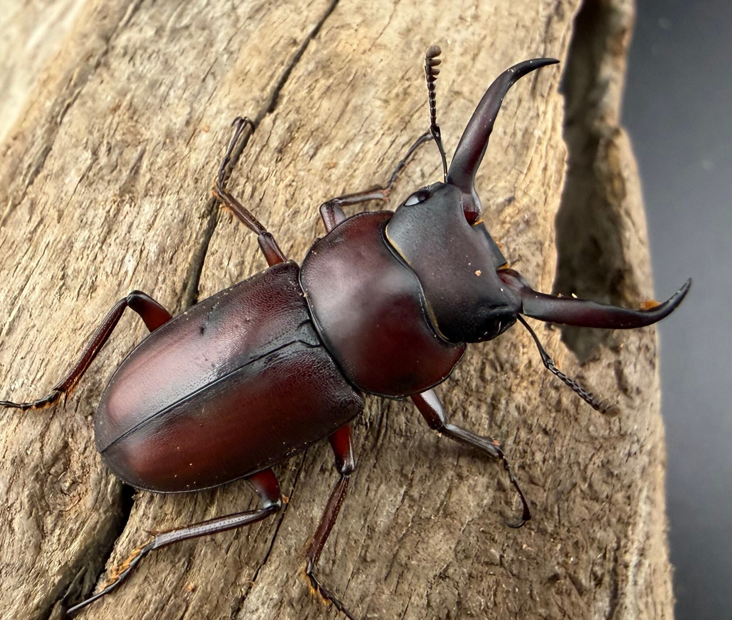 コクワガタの仲間 | KPW公式オンラインショップ