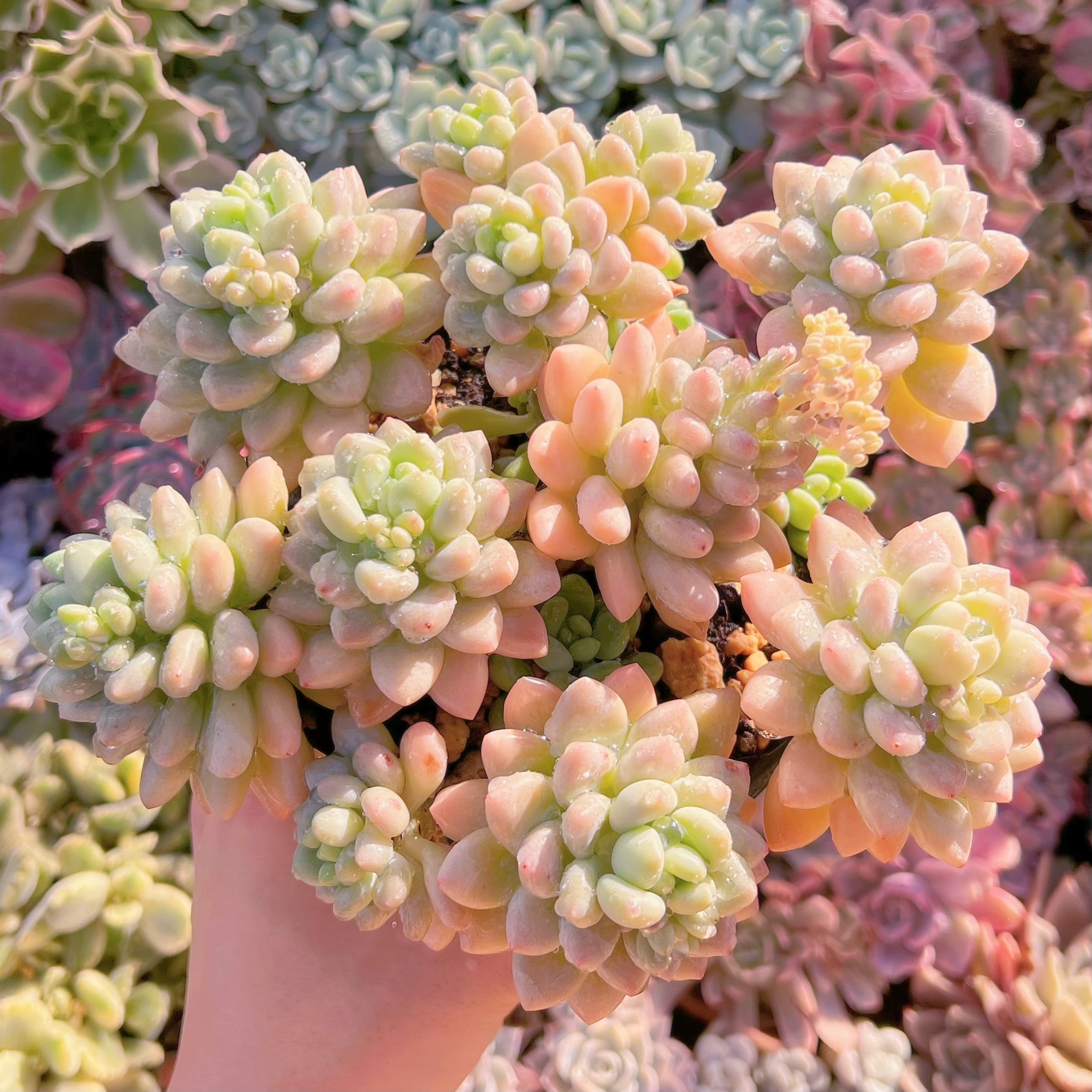 現品　ストロベリーミルク#800    特大群生　るる農園