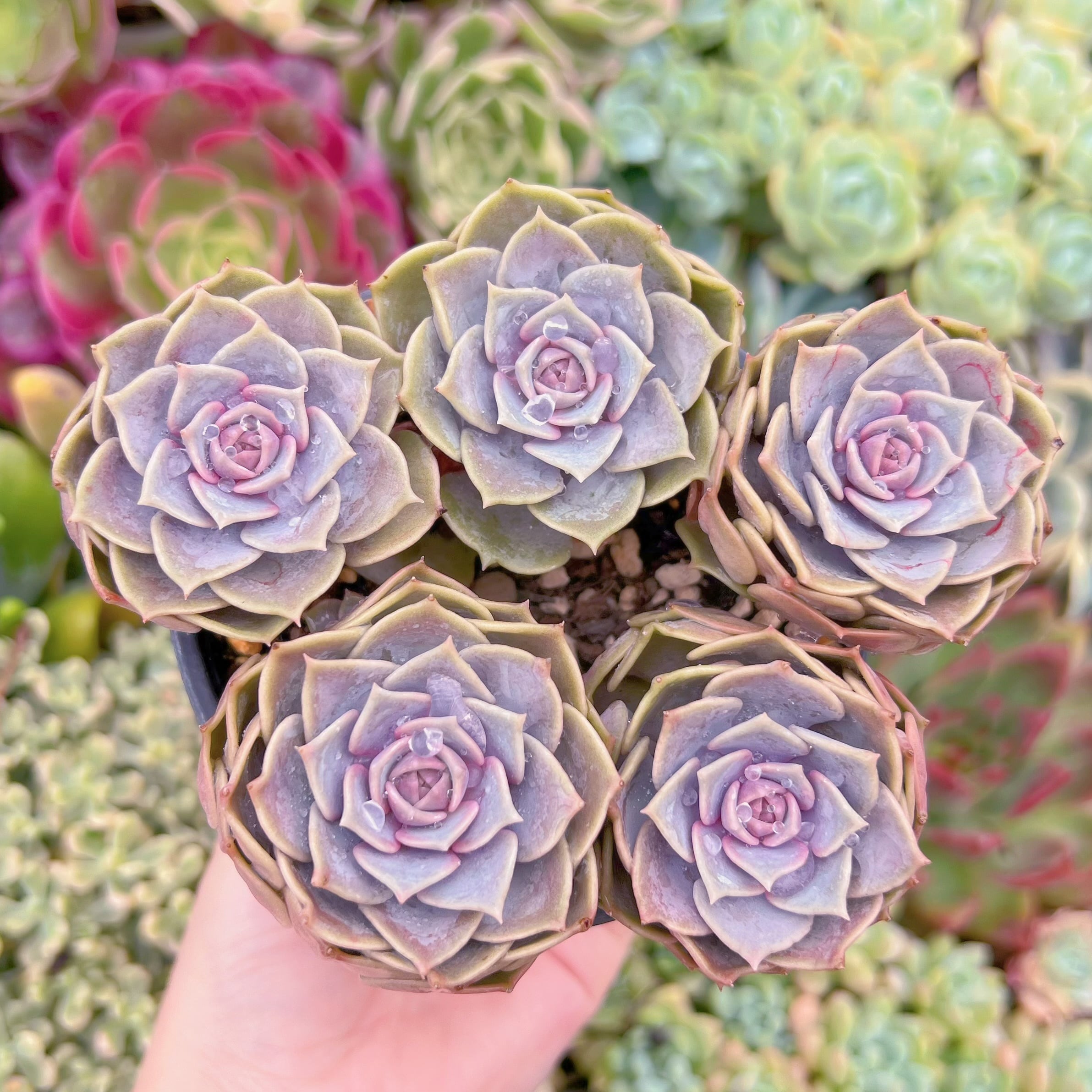 現品　ピンクローラ#820　るる農園