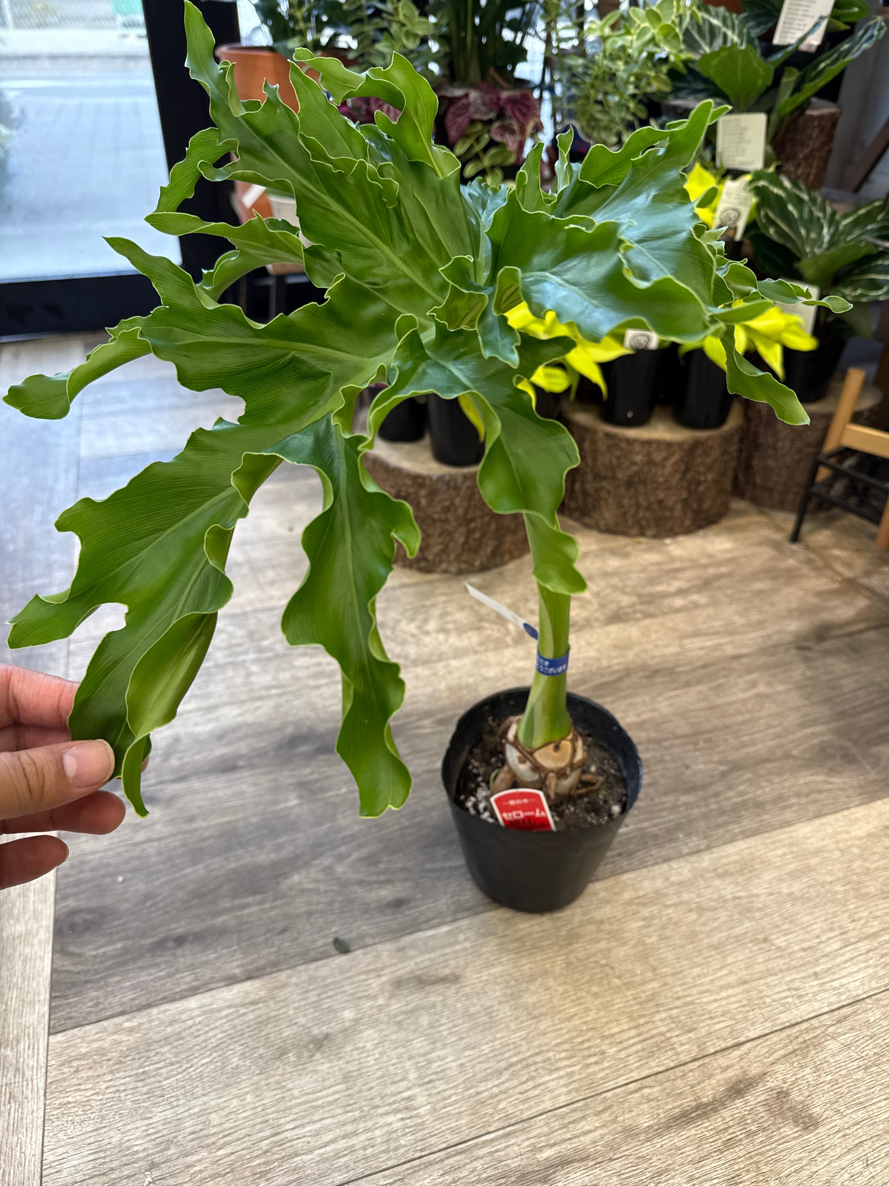 現品　フィロデンドロン　セローム　ホープ　34番　根上がり　観葉植物 フィロデンドロン：セローム（根上がり） 7号24-01 の通販 | 園芸