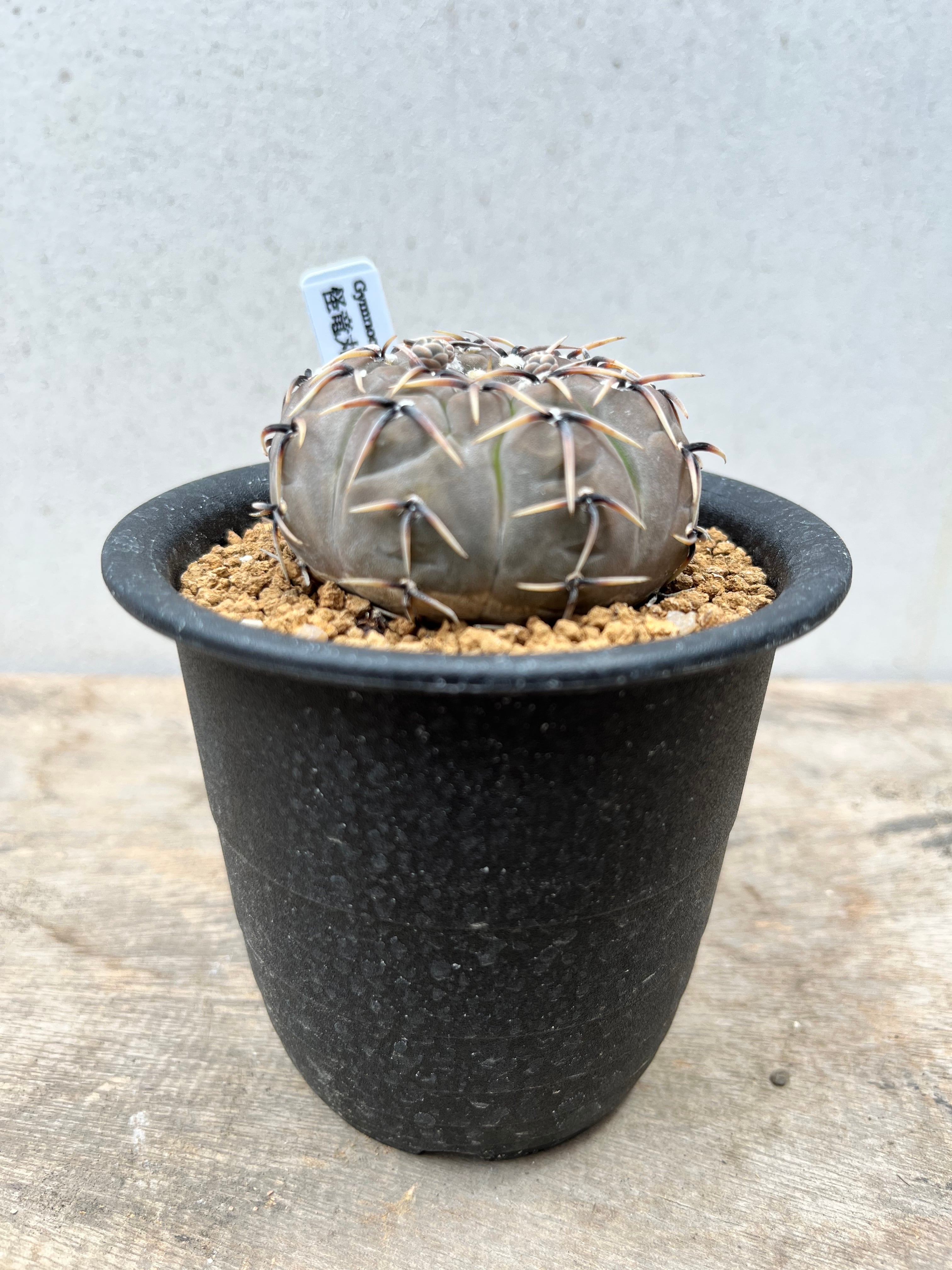 Gymnocalycium bodenbenderianum　ギムノカリキュウム　怪竜丸　サボテン | plants MARU ー  多肉植物・サボテン・園芸グッズのお店 ー powered by BASE