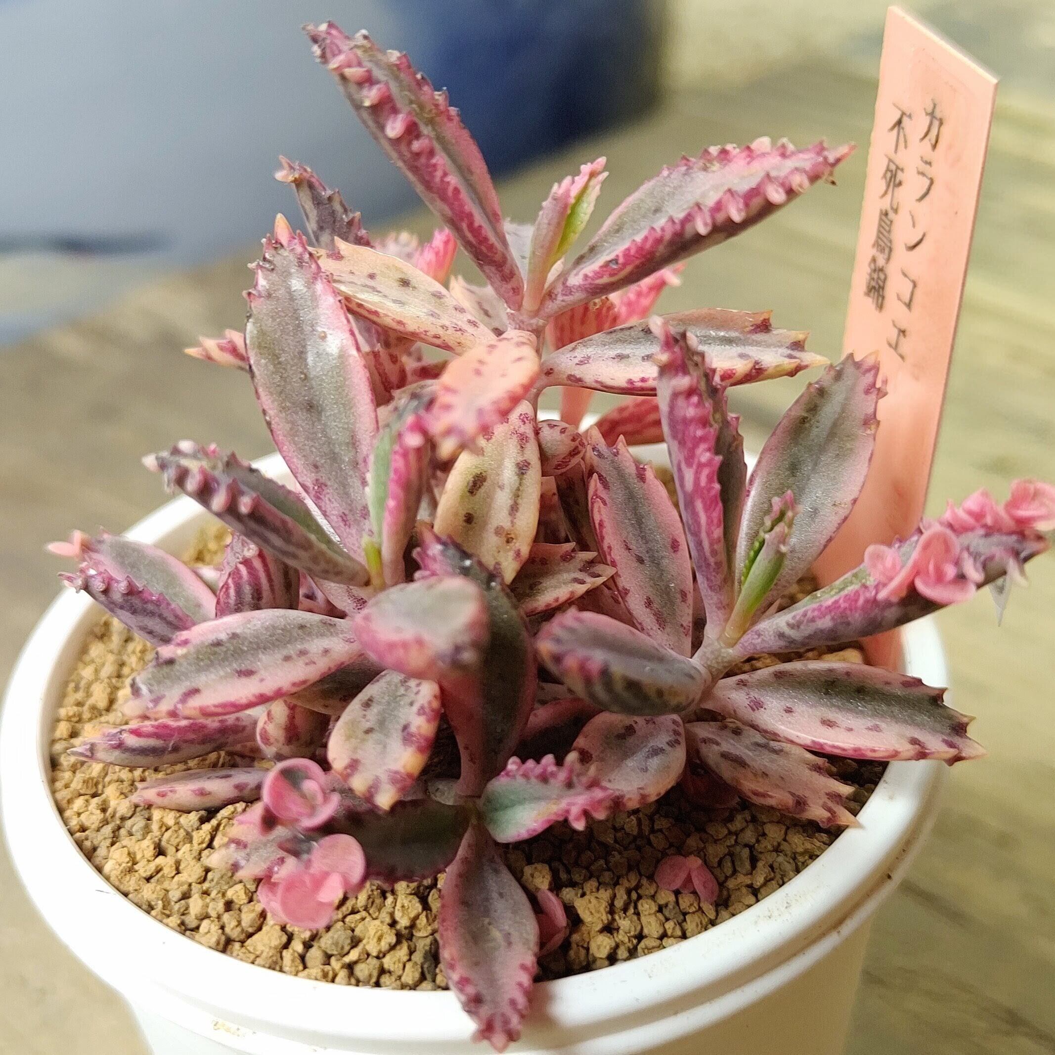 特盛！不死鳥錦（限定1点） | RuPo 多肉植物専門店