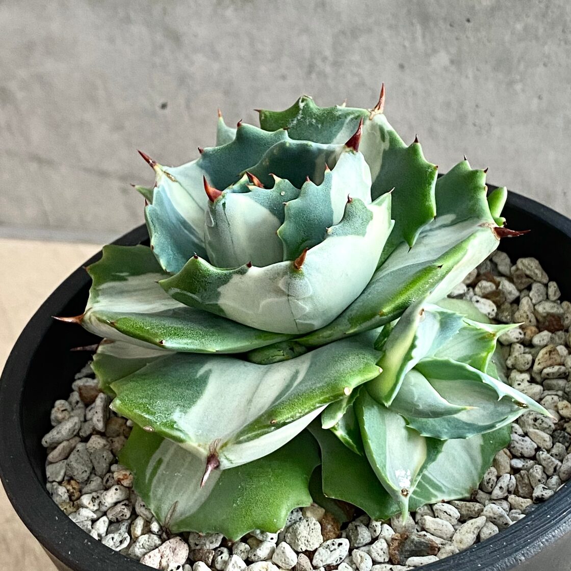 agave 王妃雷神白中斑 /アガベ 【観葉植物】【多肉植物】【インテリア 