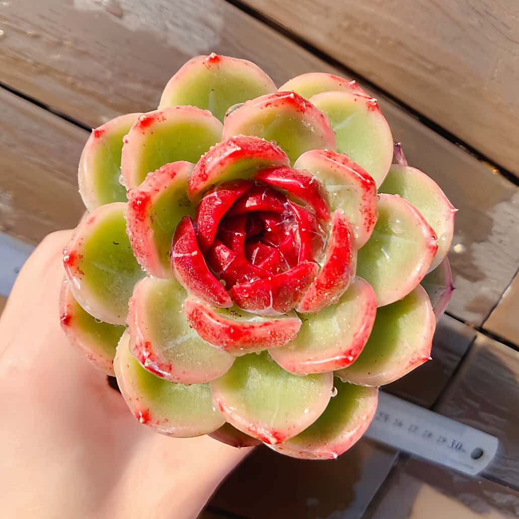 799現物 多肉植物 ノーブル 特大 | Pay ID