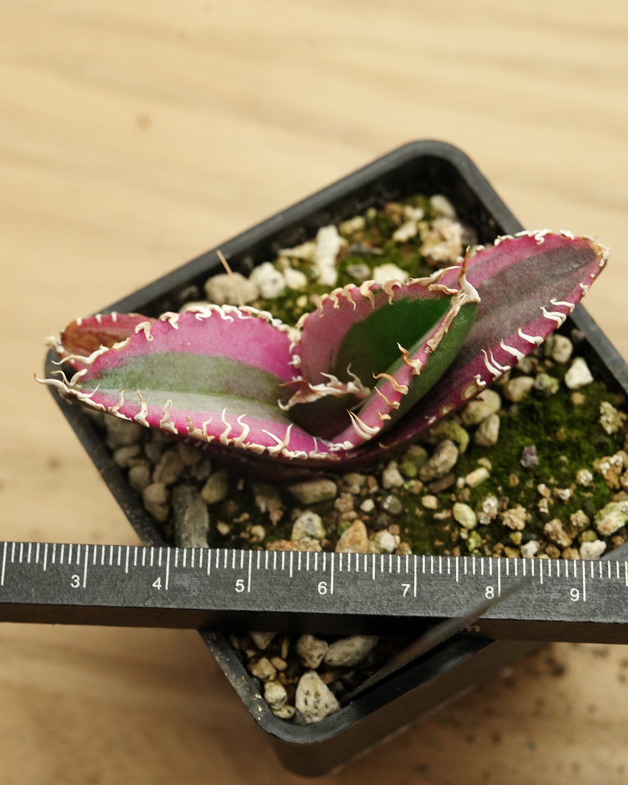 鉢植え チタノタ 金剛錦 白覆輪 Agave titanota 'King Kong' Marginal