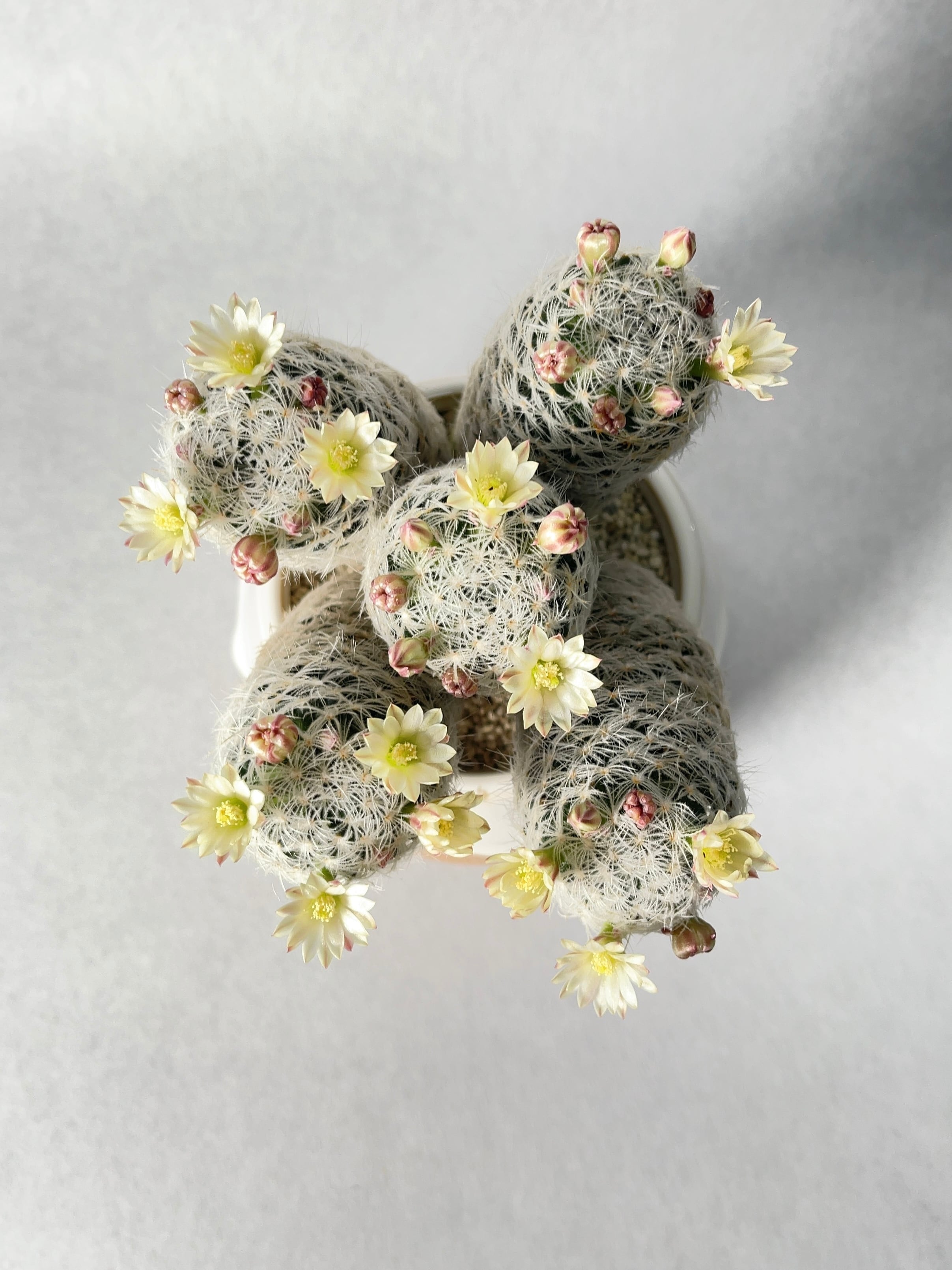 マミラリア・デュエイ | trigger