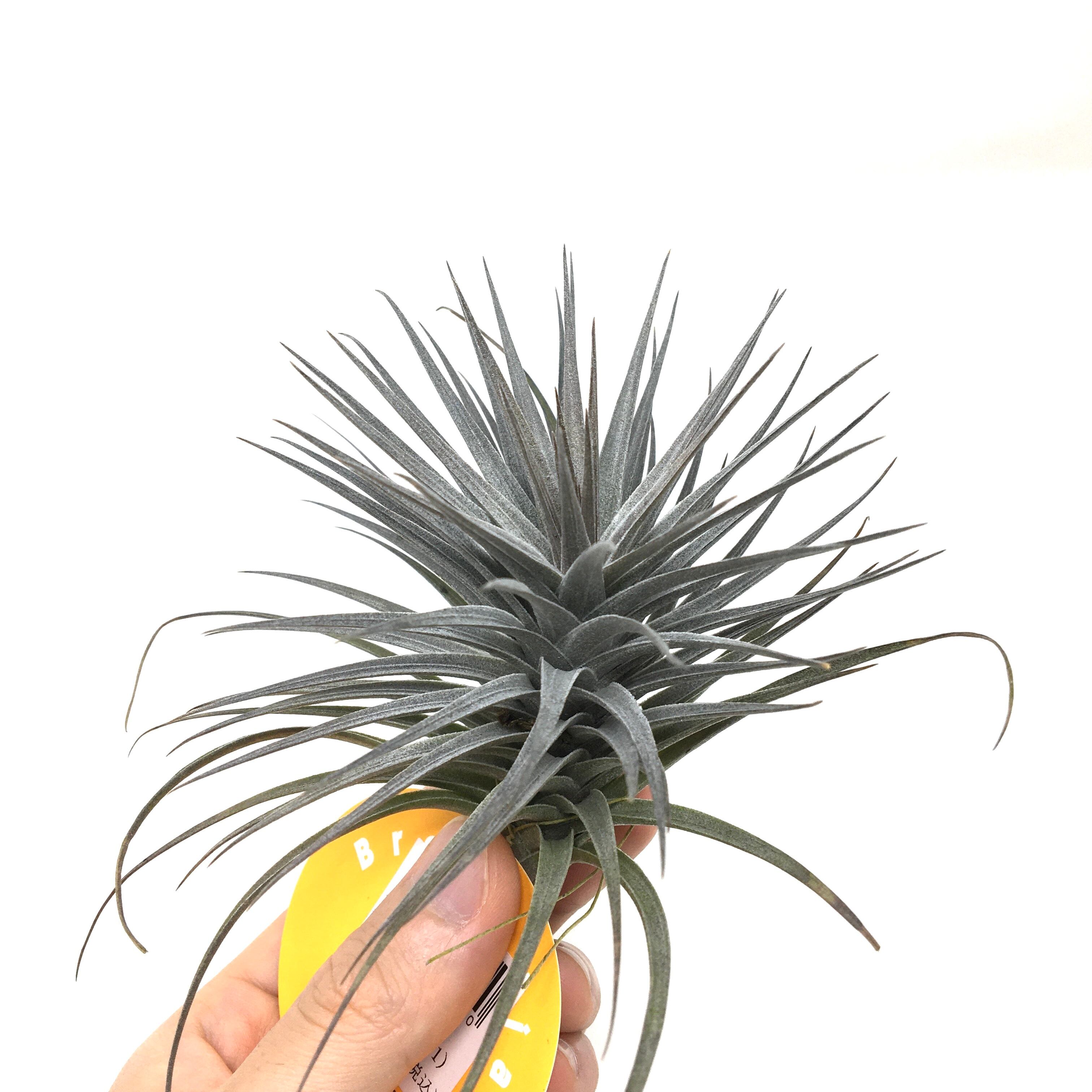 チランジア アエラントス ニグラ【358】