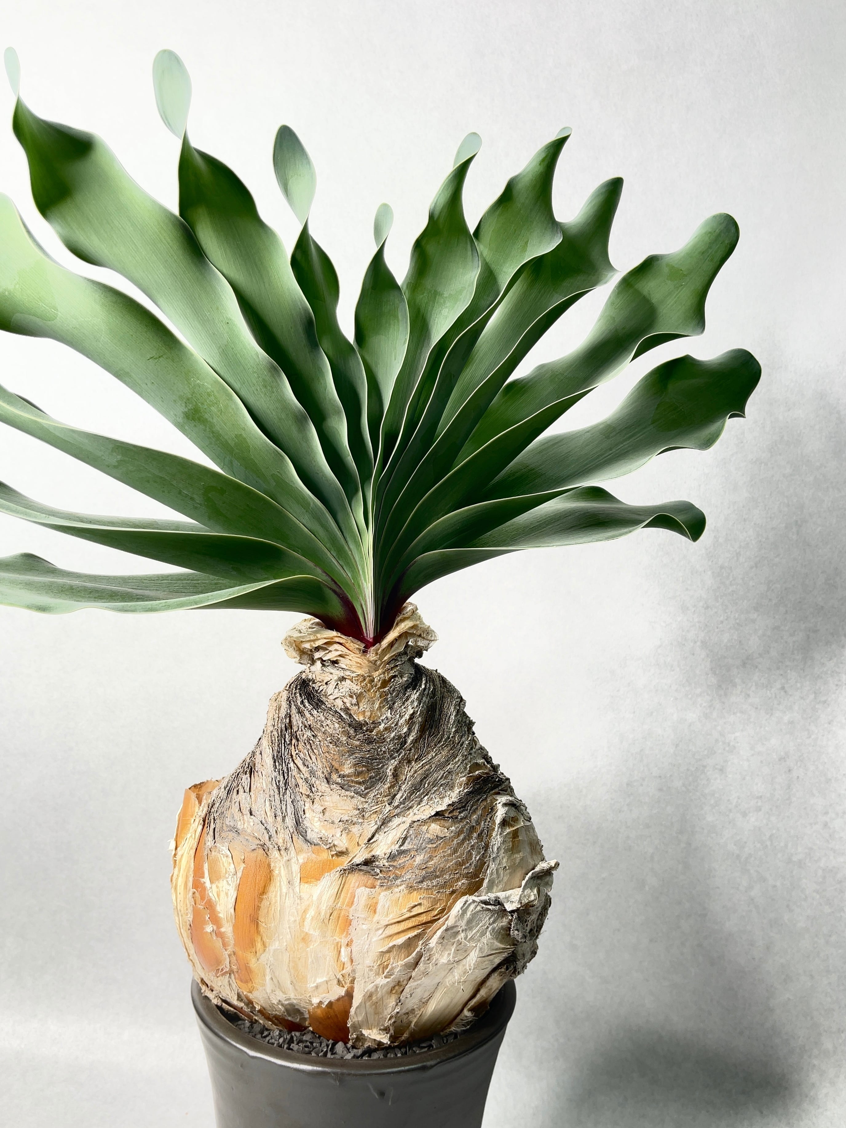 ブーファン・ハエマンソイデス | trigger