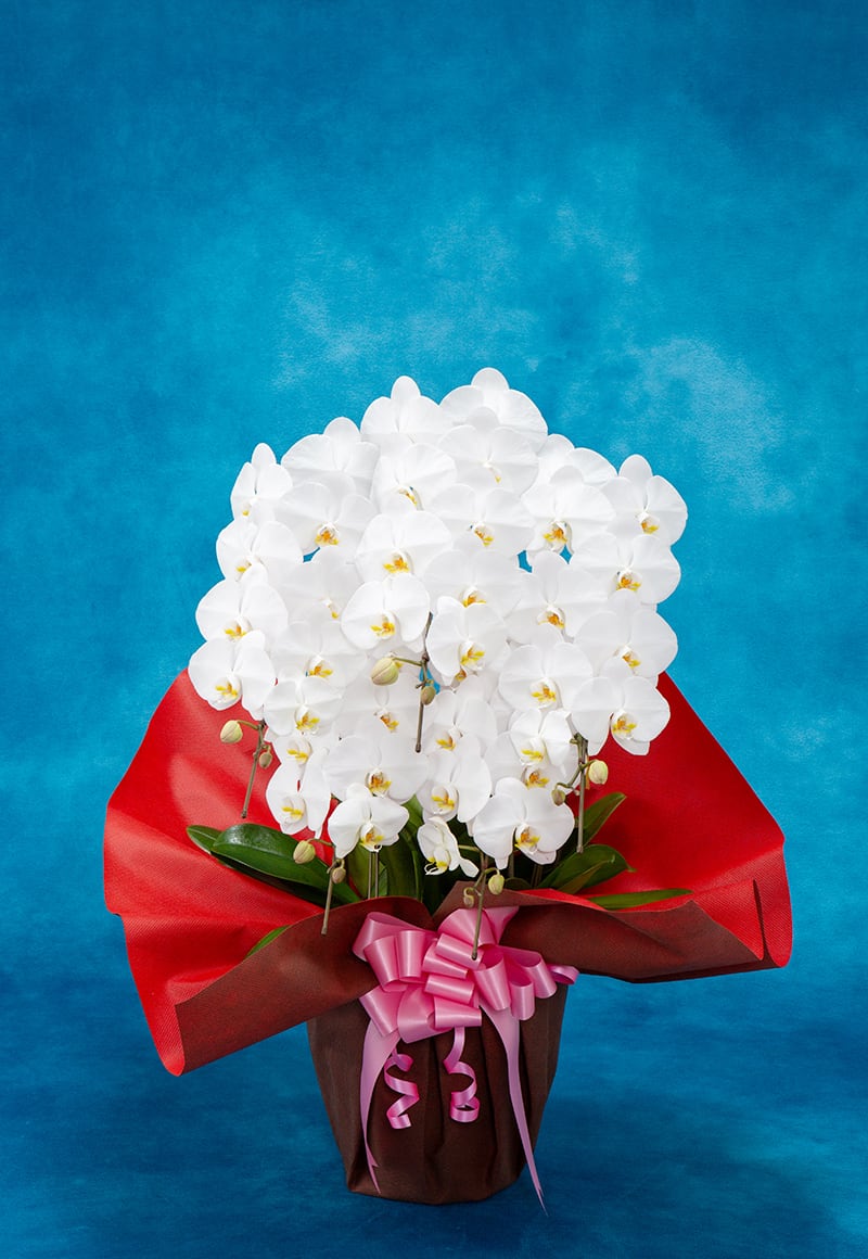 胡蝶蘭（50輪以上）5本立ち