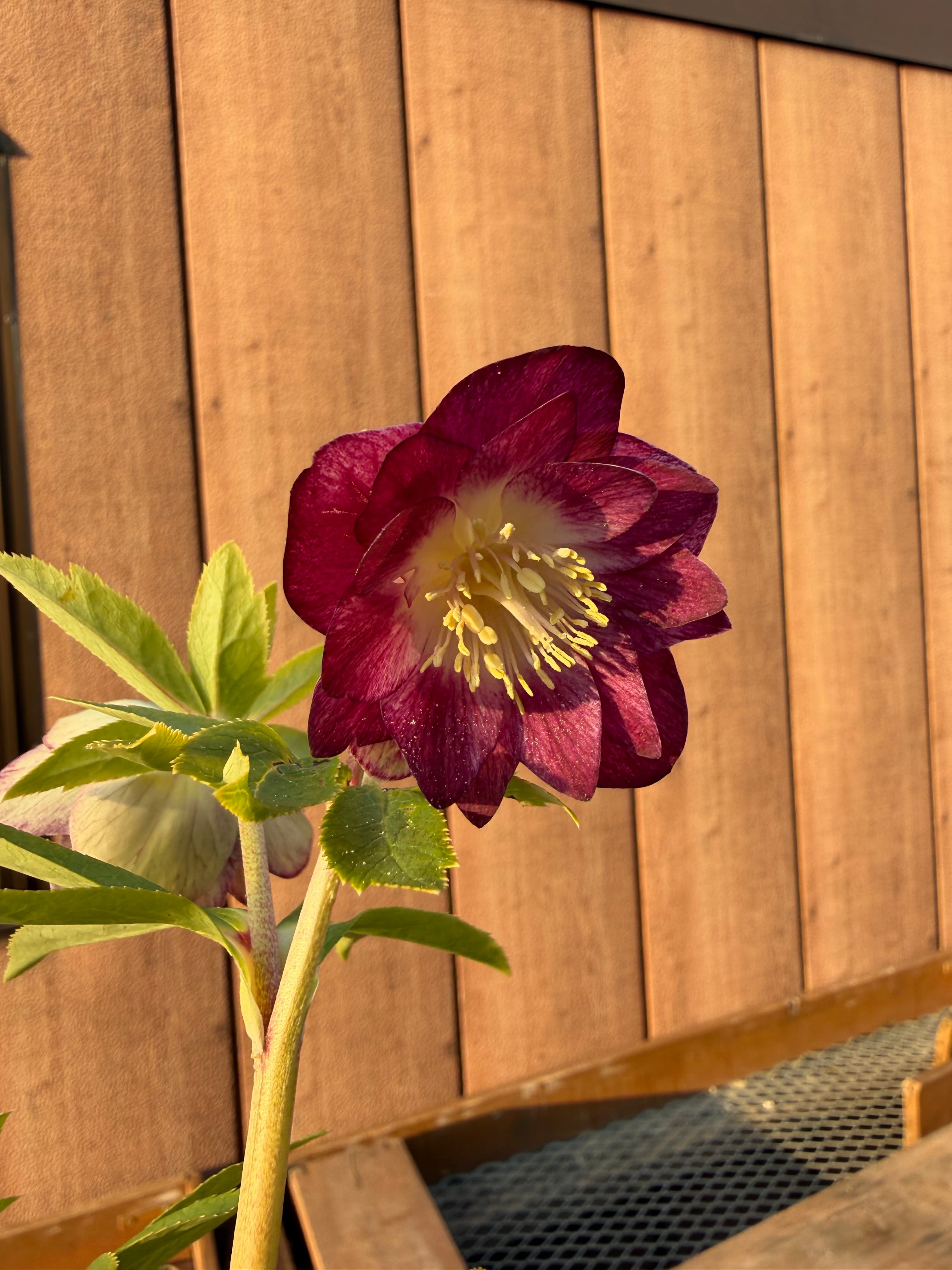 キラメキ☆底抜けレッドゴールドリバーシブル紅白系 加藤農園