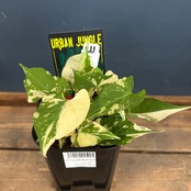 ファロピアマルチフローラ【917】