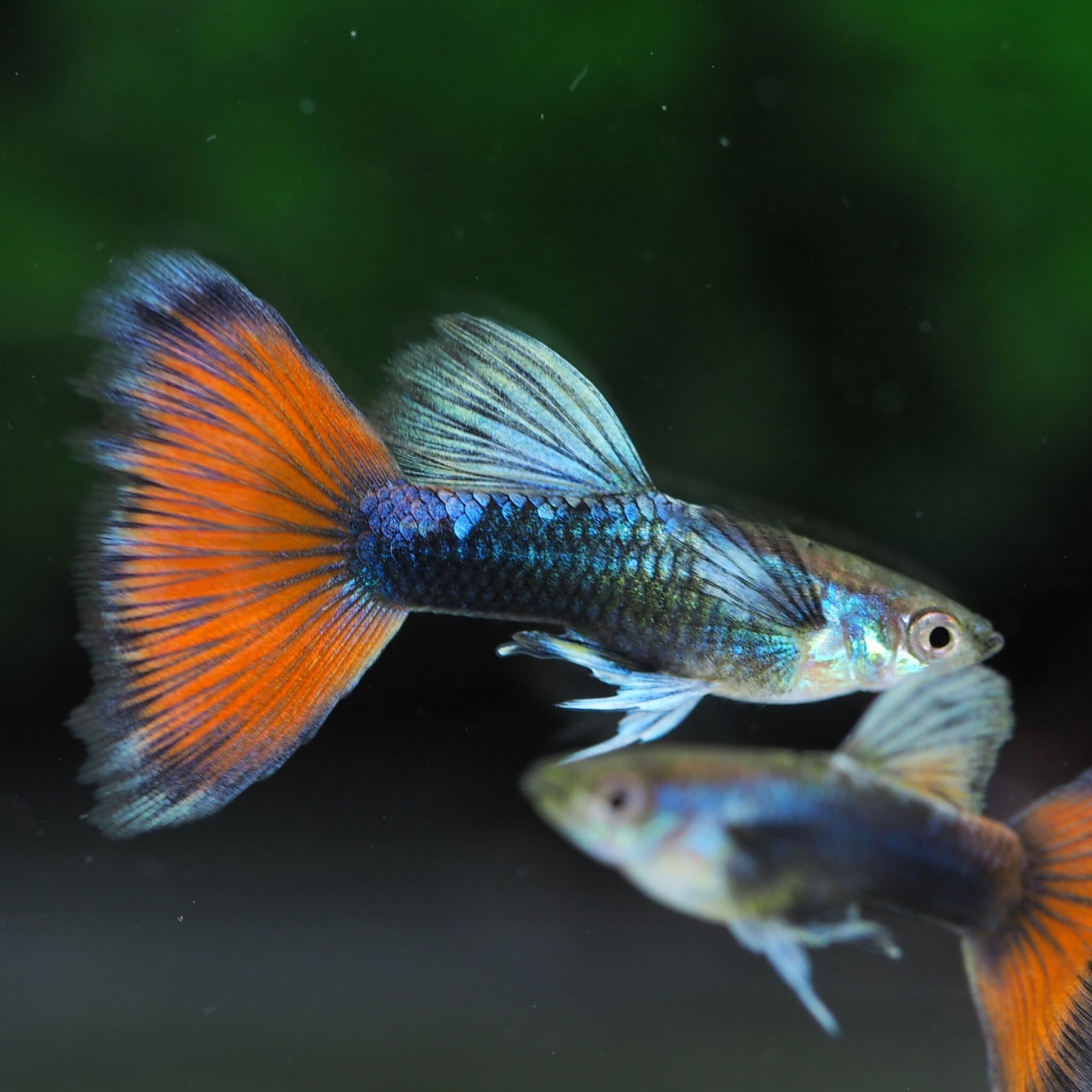 グッピー　10✖️2 NO.1 春らしくグッピー – GRASSY AQUA