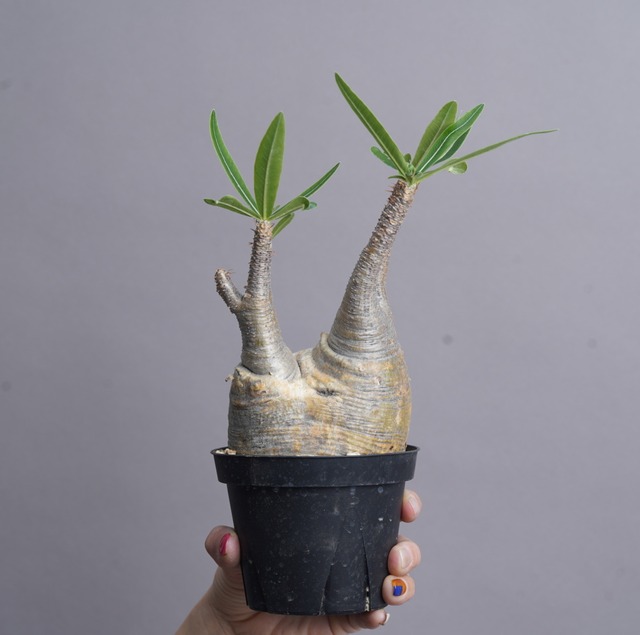 パキポディウム グラキリス no.10〈発根済み〉