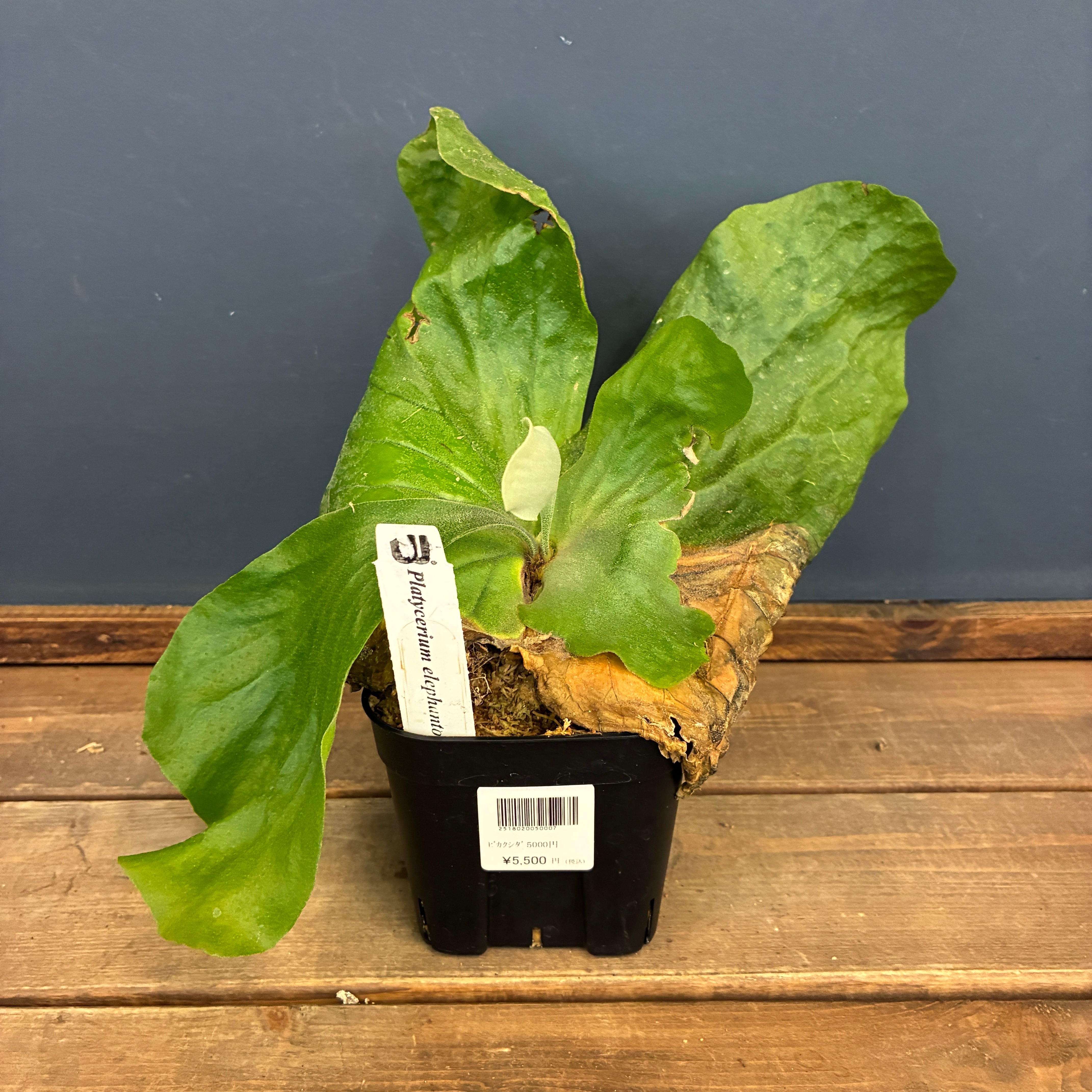 着生植物 | PROTOLEAF プロトリーフ