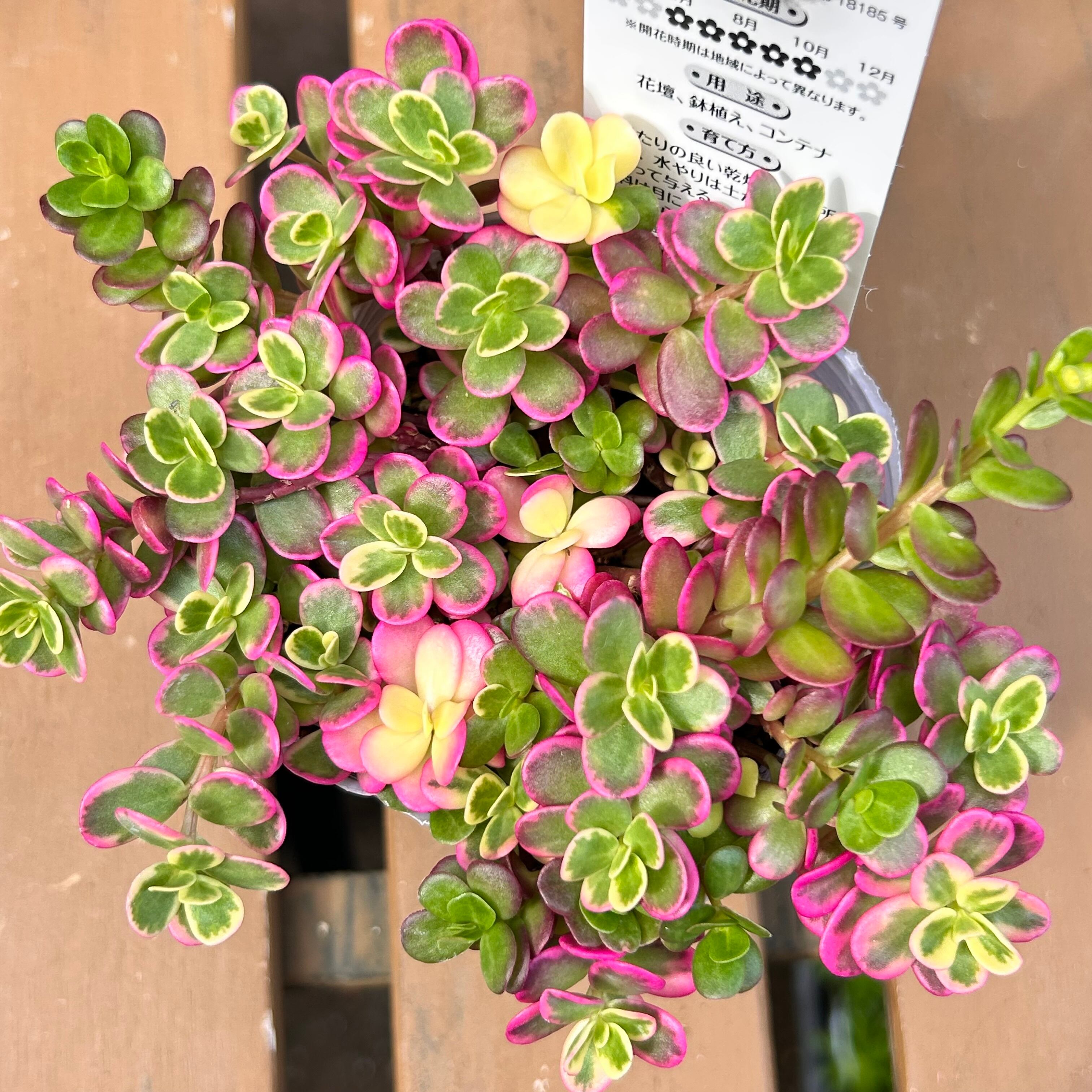 ポーチュラカ(マジカルキューティー) | RuPo 多肉植物専門店