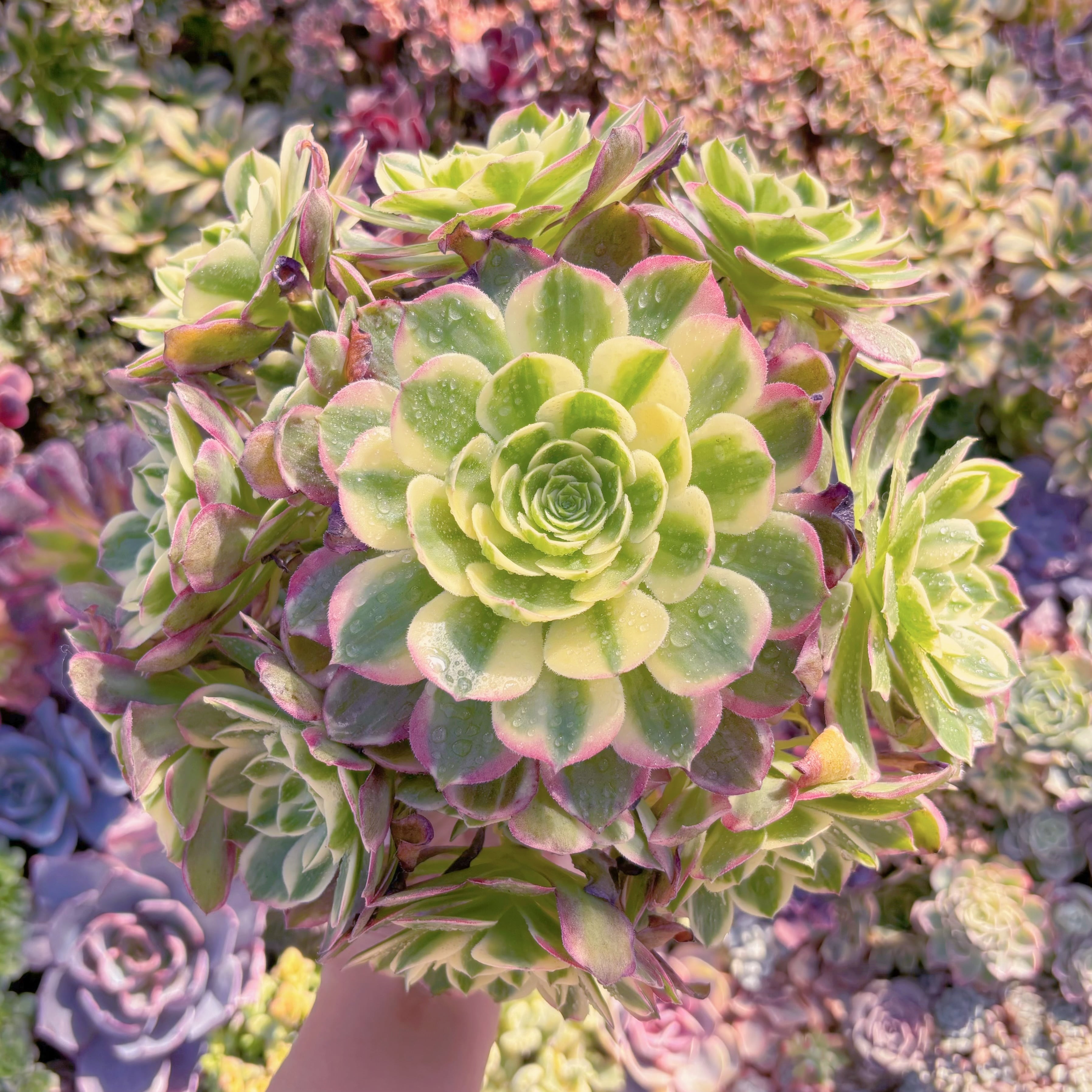 現品　玉姿#M023　特大群生　新入荷　るる農園