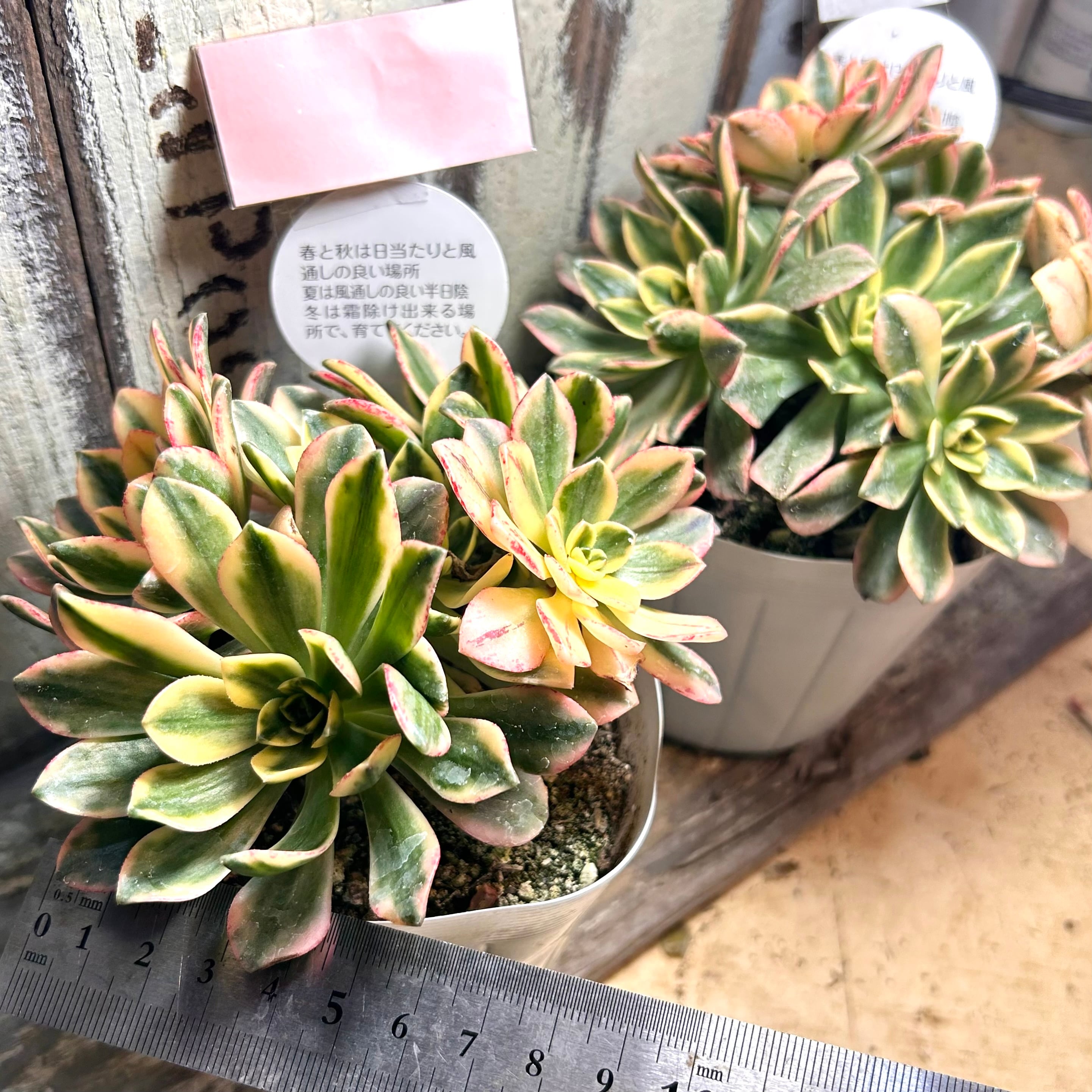 甜茶錦(てんちゃにしき)アエオニウム 群生 | RuPo 多肉植物専門店