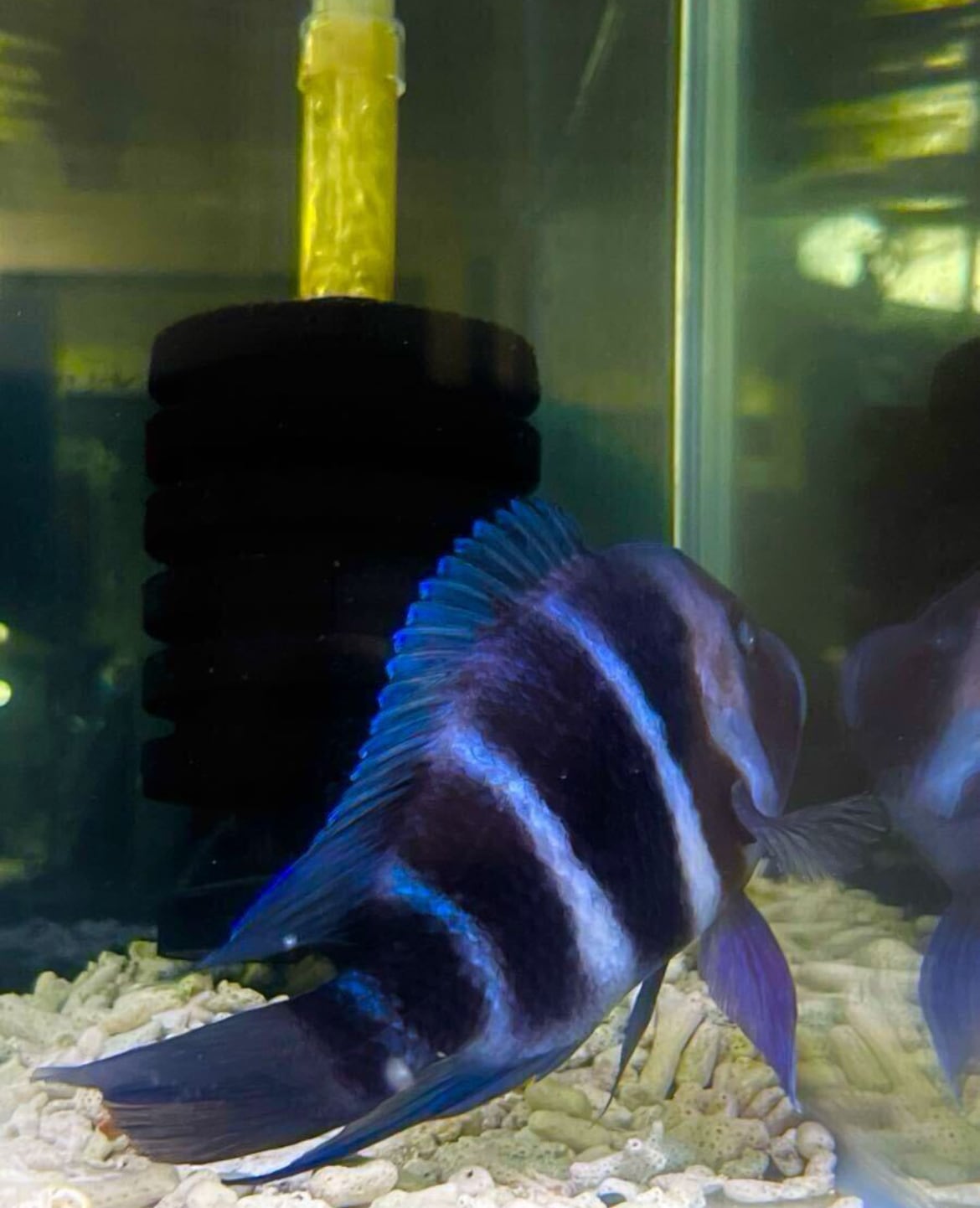 魚類、水生生物 wildザイールブルーモバ フロントーサ アフリカン 