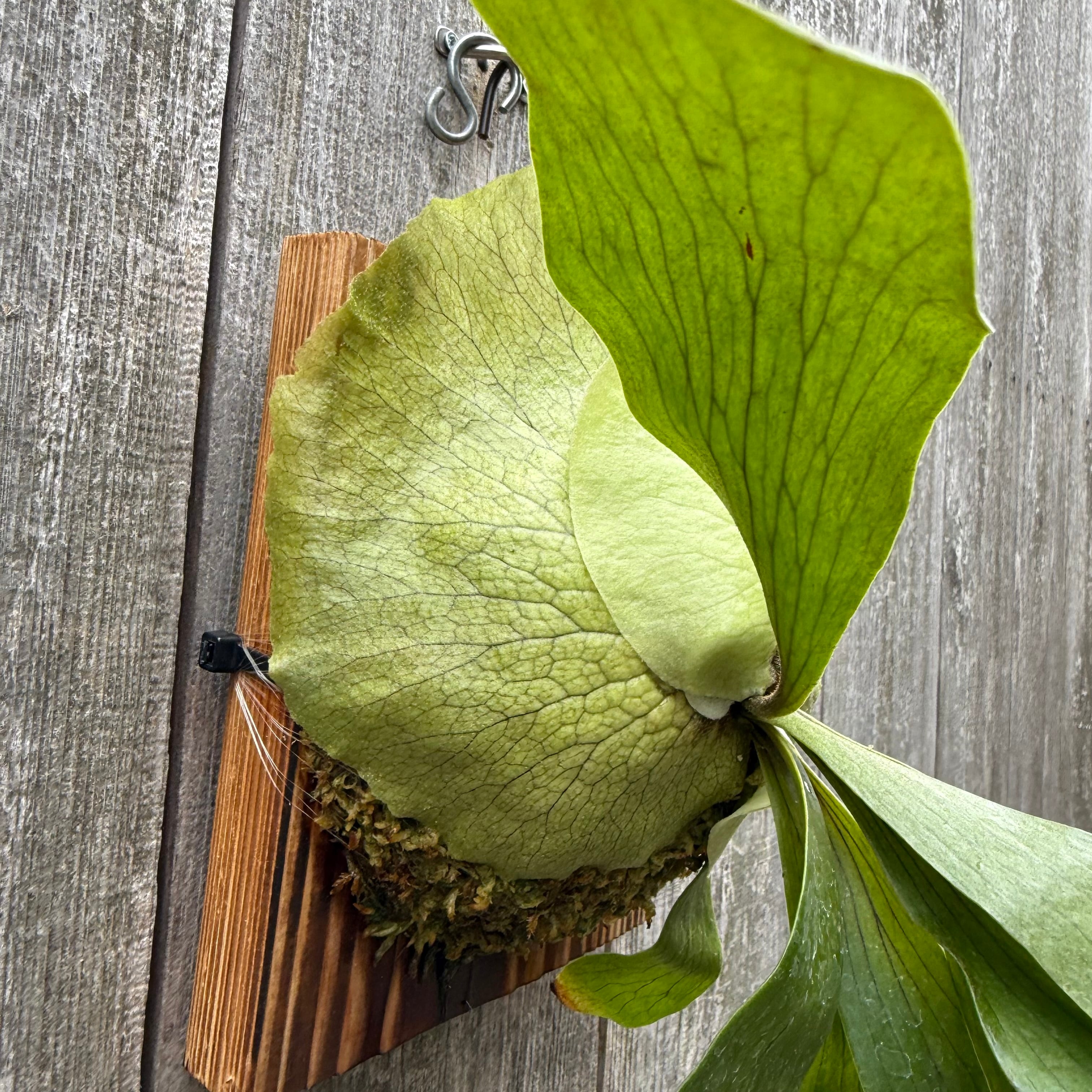 P. Ghost Hands (P.willinckii x coronarium) | naturefix