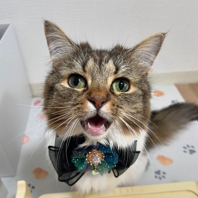 短毛シュシュ、ストライプアリス(ブルー)わんちゃん猫ちゃん用 猫