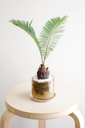 【M】ソテツ/Japanese sago palm