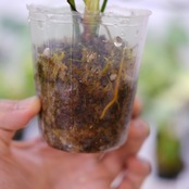 フィロデンドロン パトリシアエ / Philodendron patriciae② / 観葉植物