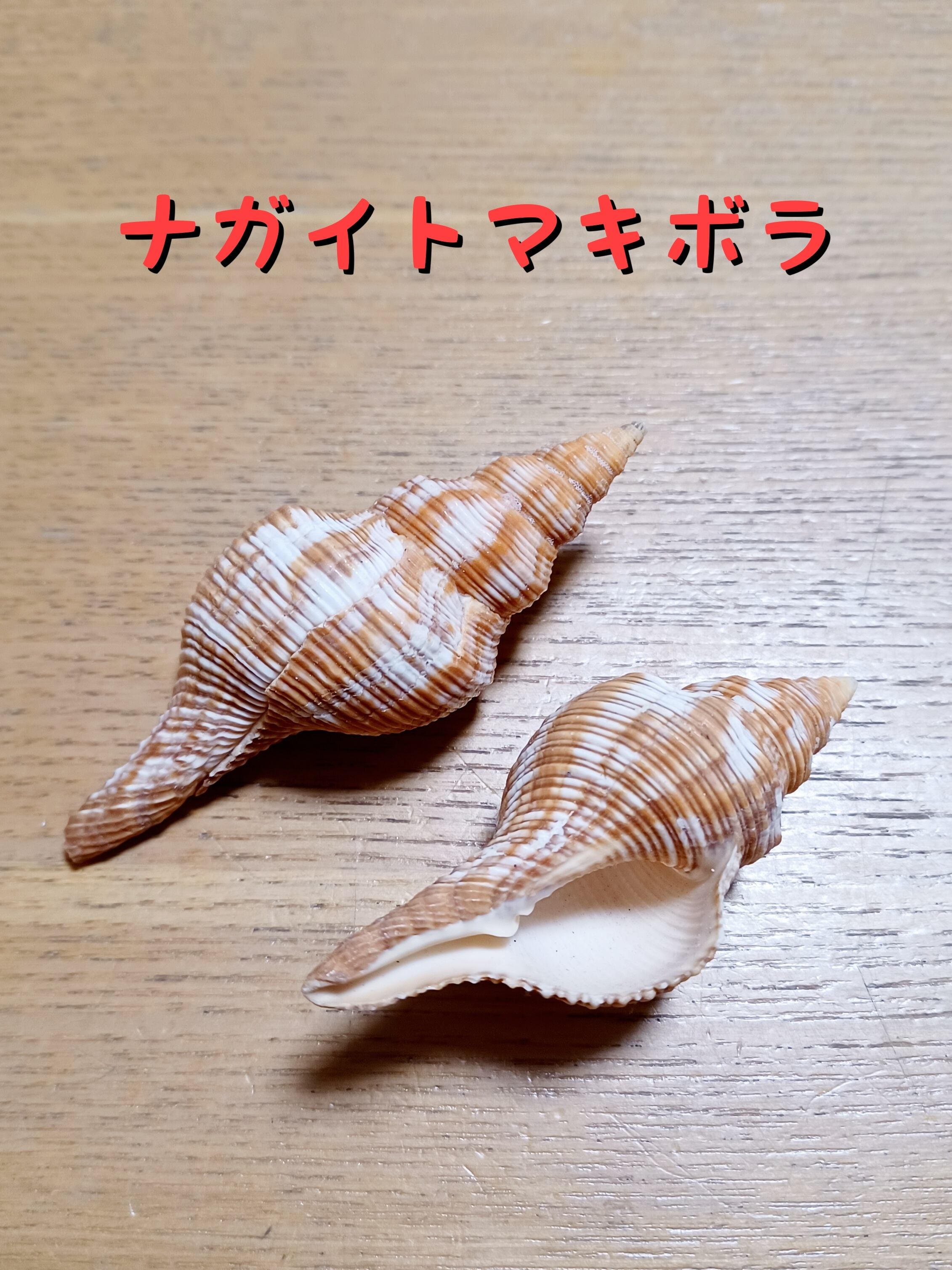 貝殻標本 クレナイガンセキボラ トップ 貝殻パーツ】クレナイガンゼキ