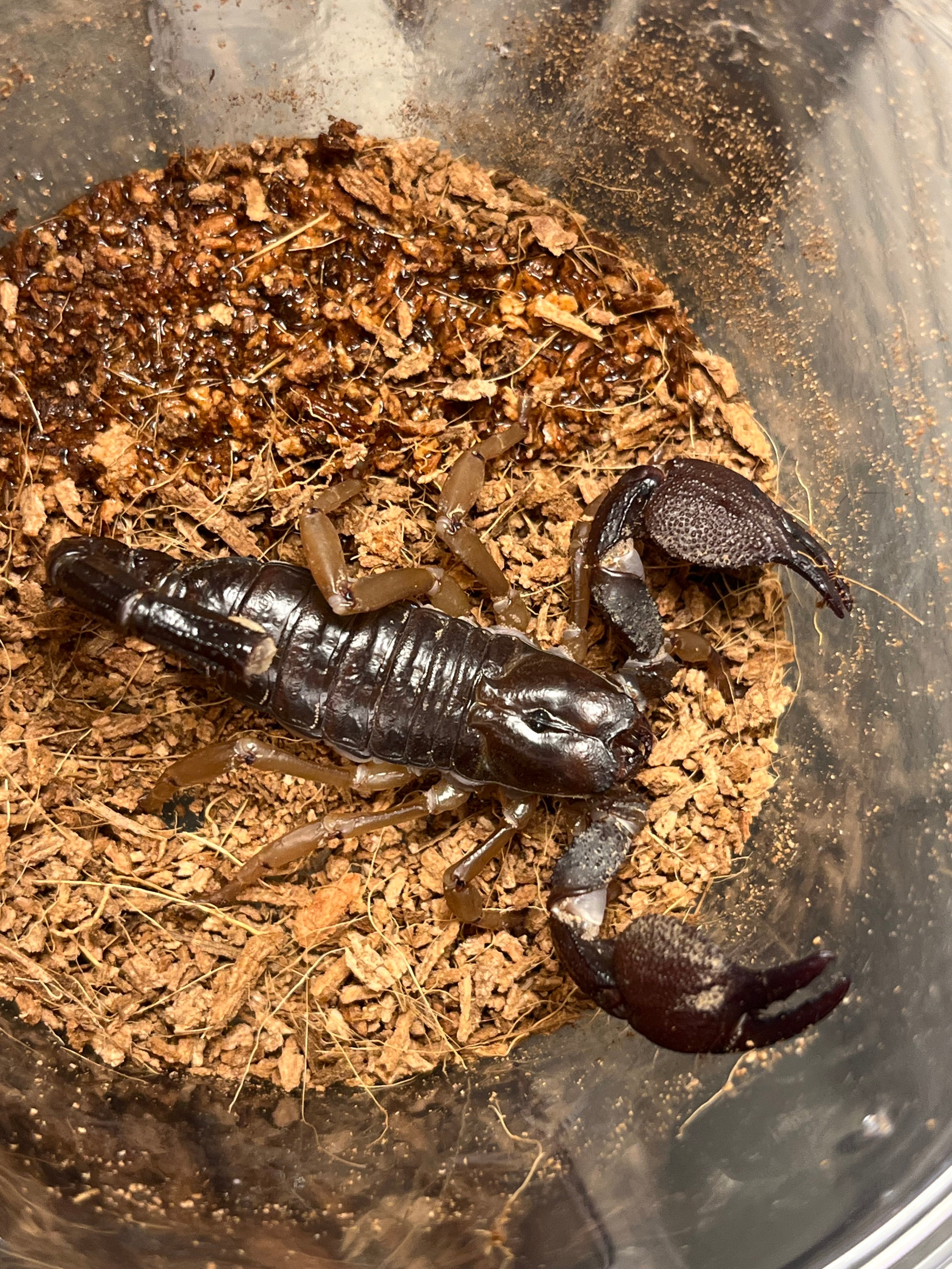 Chersonesometrus fulvipesインディアンブラックスコーピオン