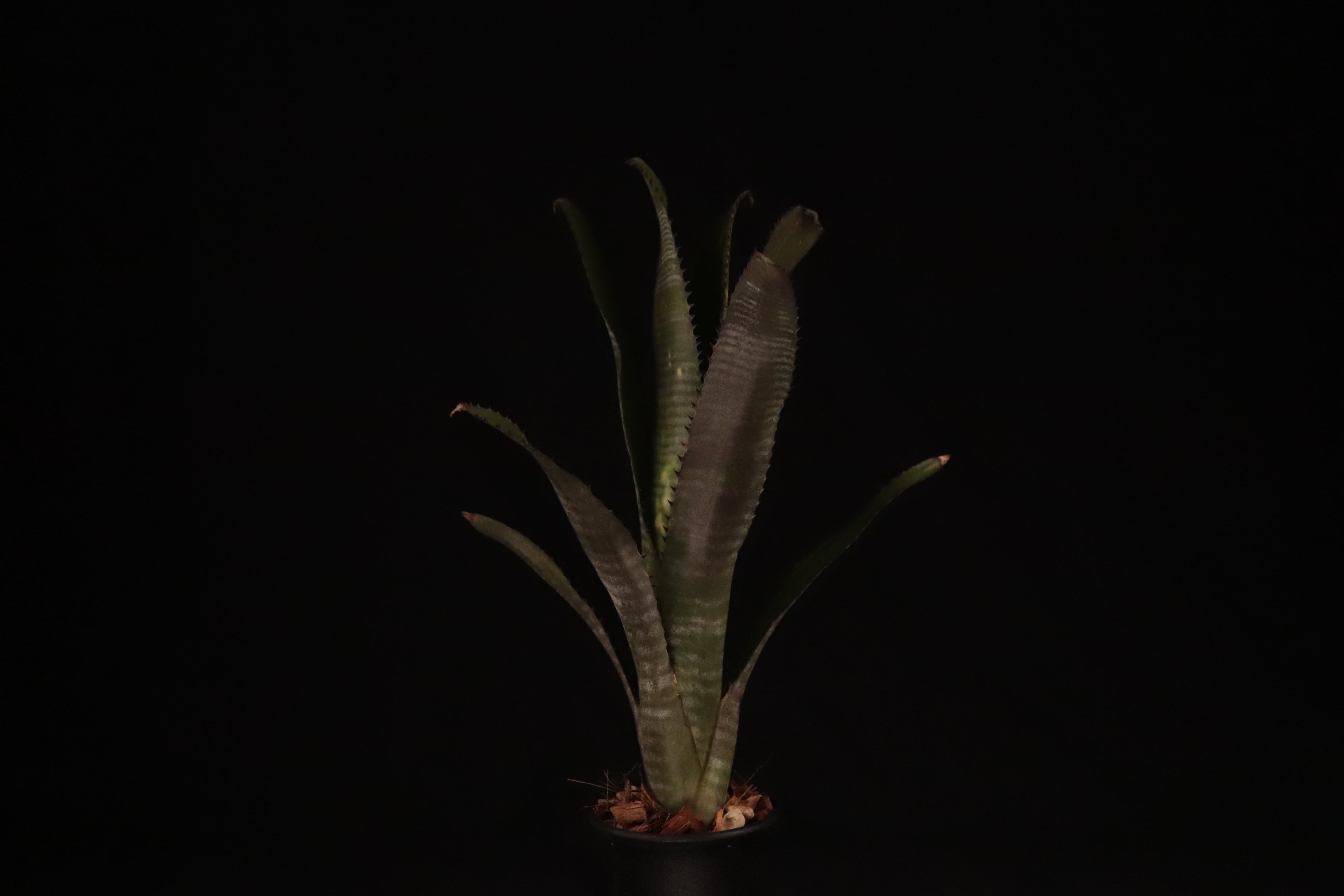 送料無料】Billbergia 'Lubra'〔ビルベルギア〕現品発送B0203 | plane