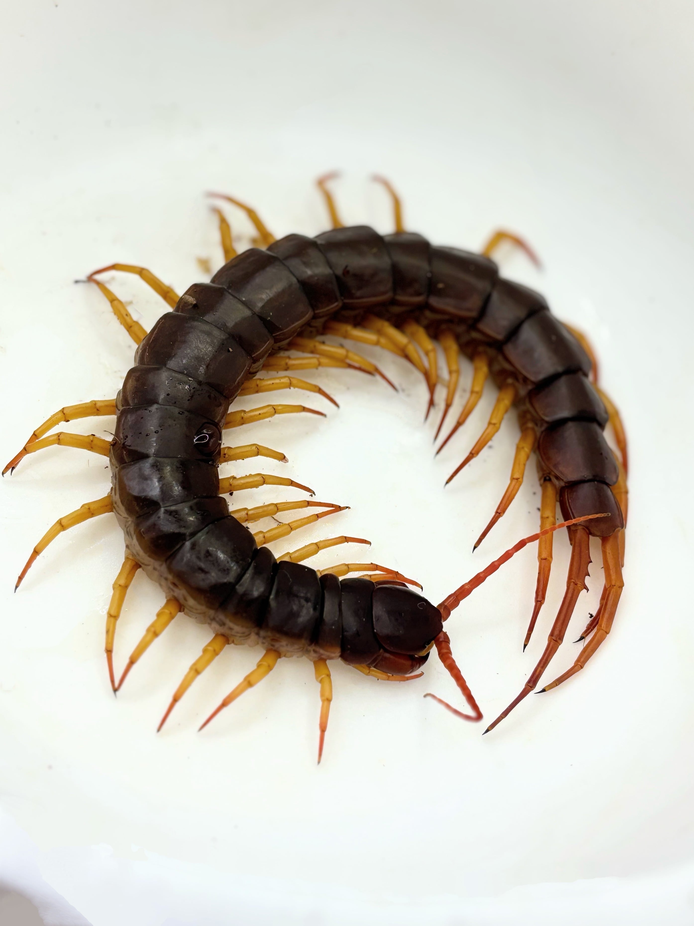 特大ペルビアンジャイアントセンチピード34cm 欠損あり 特大ペルビアンジャイアントセンチピード34cm 欠損あり