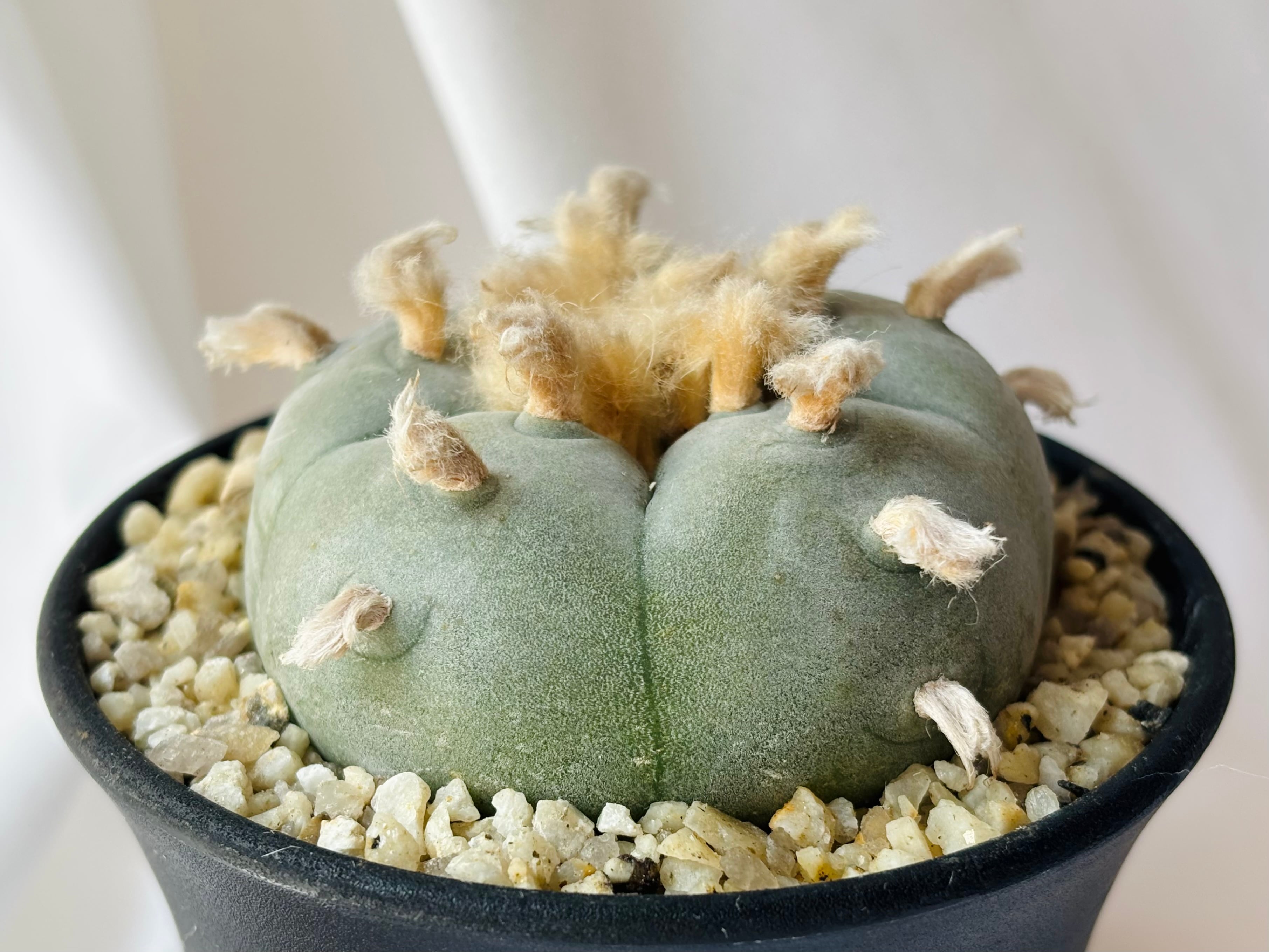 Lophophora diffusa ロフォフォラ 翠冠玉 大疣多毛タイプ サボテン