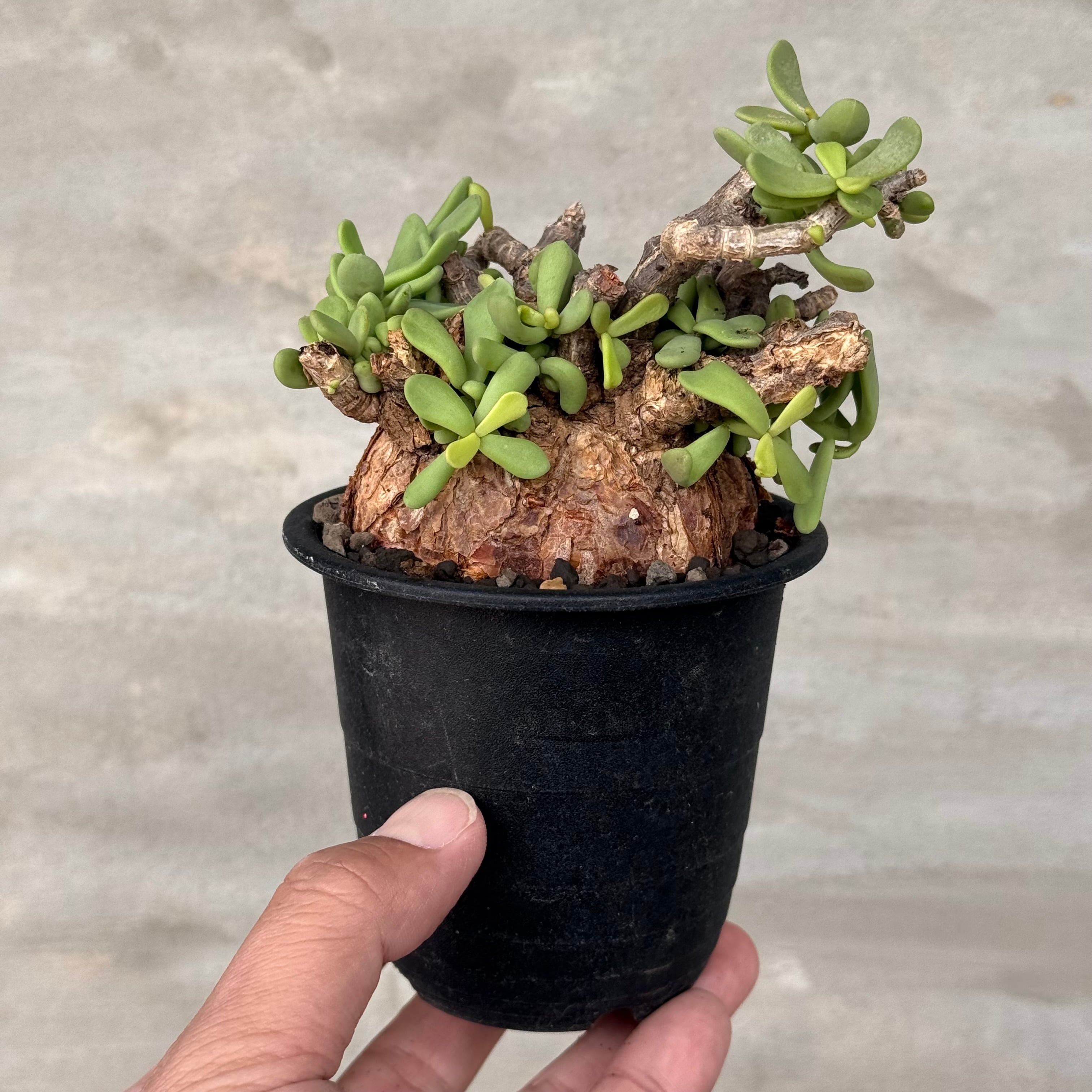 植物鉢】新色！ Valiem GHOST（WARP / XSサイズ）単品（サンドベージュ