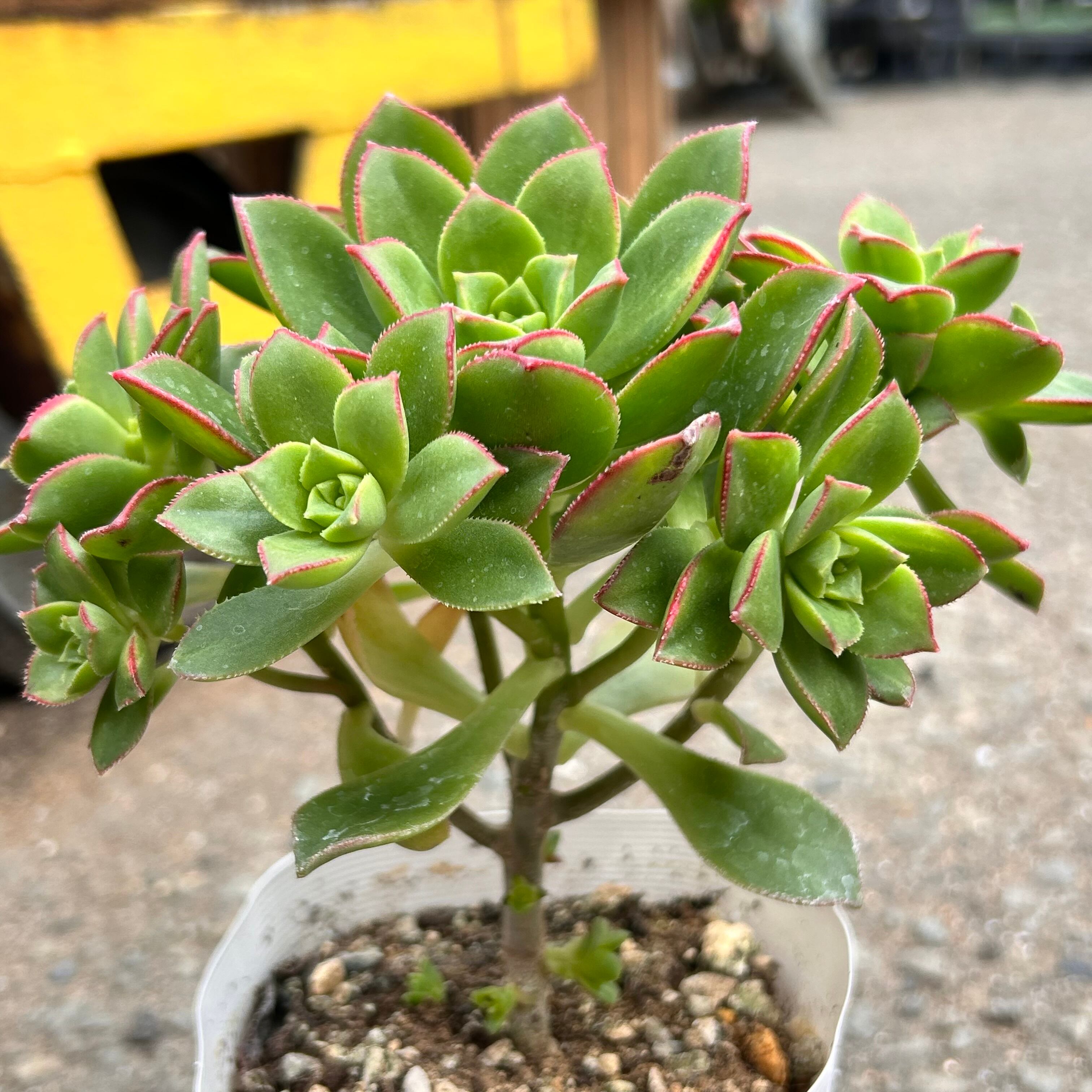 アエオニウム　chibimimi きりあつむ アエオニウム | RuPo 多肉植物専門店