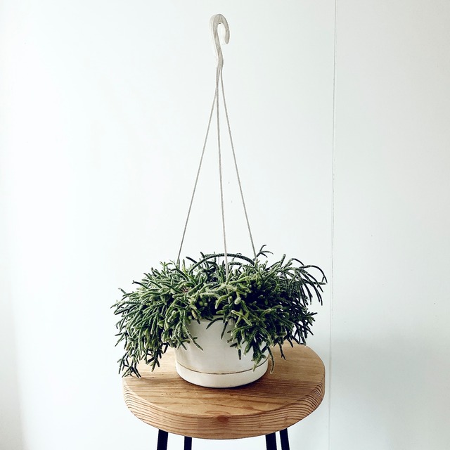 ふわもこ リプサリス ホリダ ハンギング 観葉植物 calm cafe