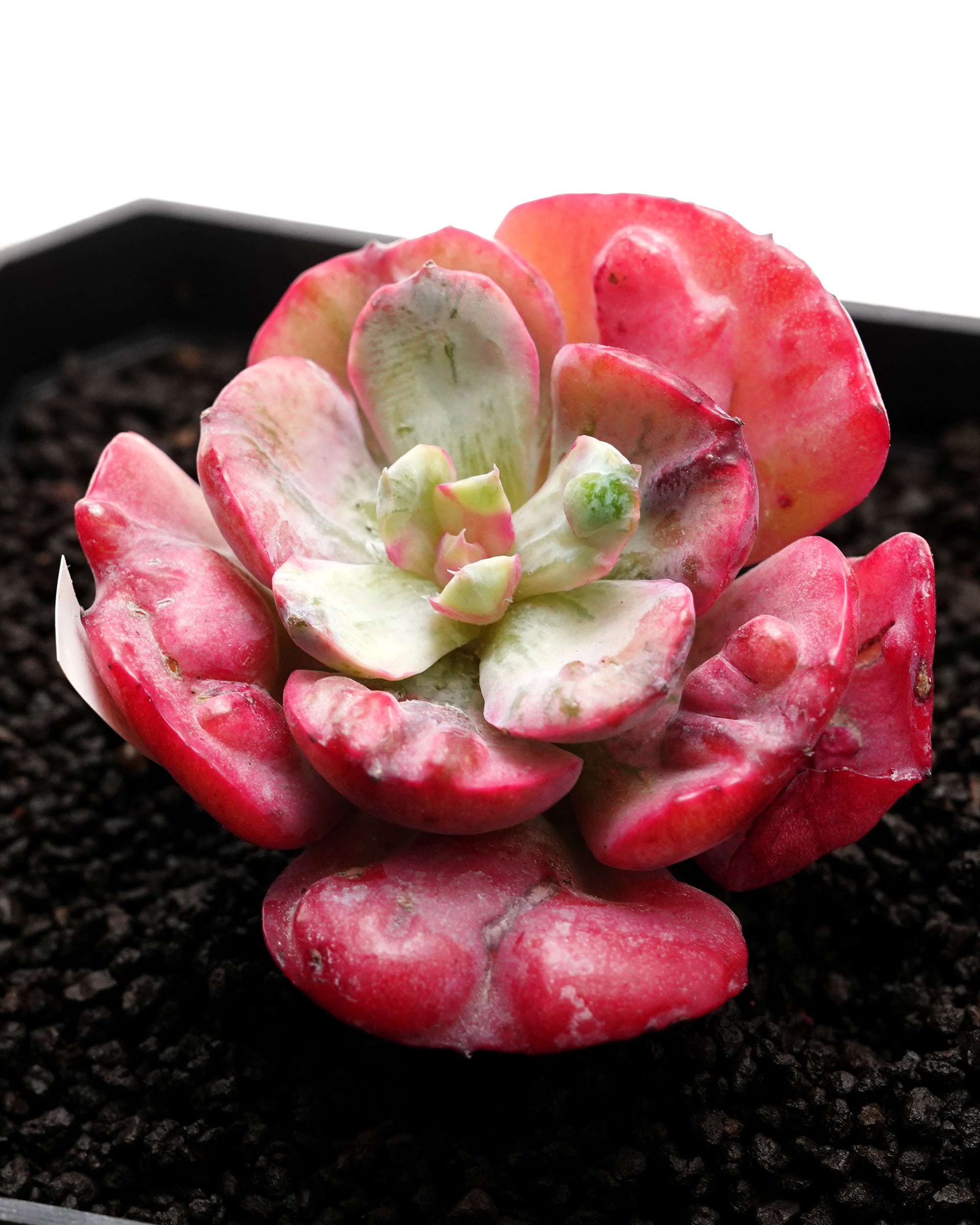 カット苗 レインドロップ錦 Echeveria 'Raindrops Variegated