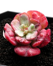 カット苗 レインドロップ錦 Echeveria 'Raindrops Variegated'