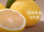 【NEW】日向夏ドレッシング　ｍｉｌｄ（マイルド）２９０ｍｌ：瓶タイプ