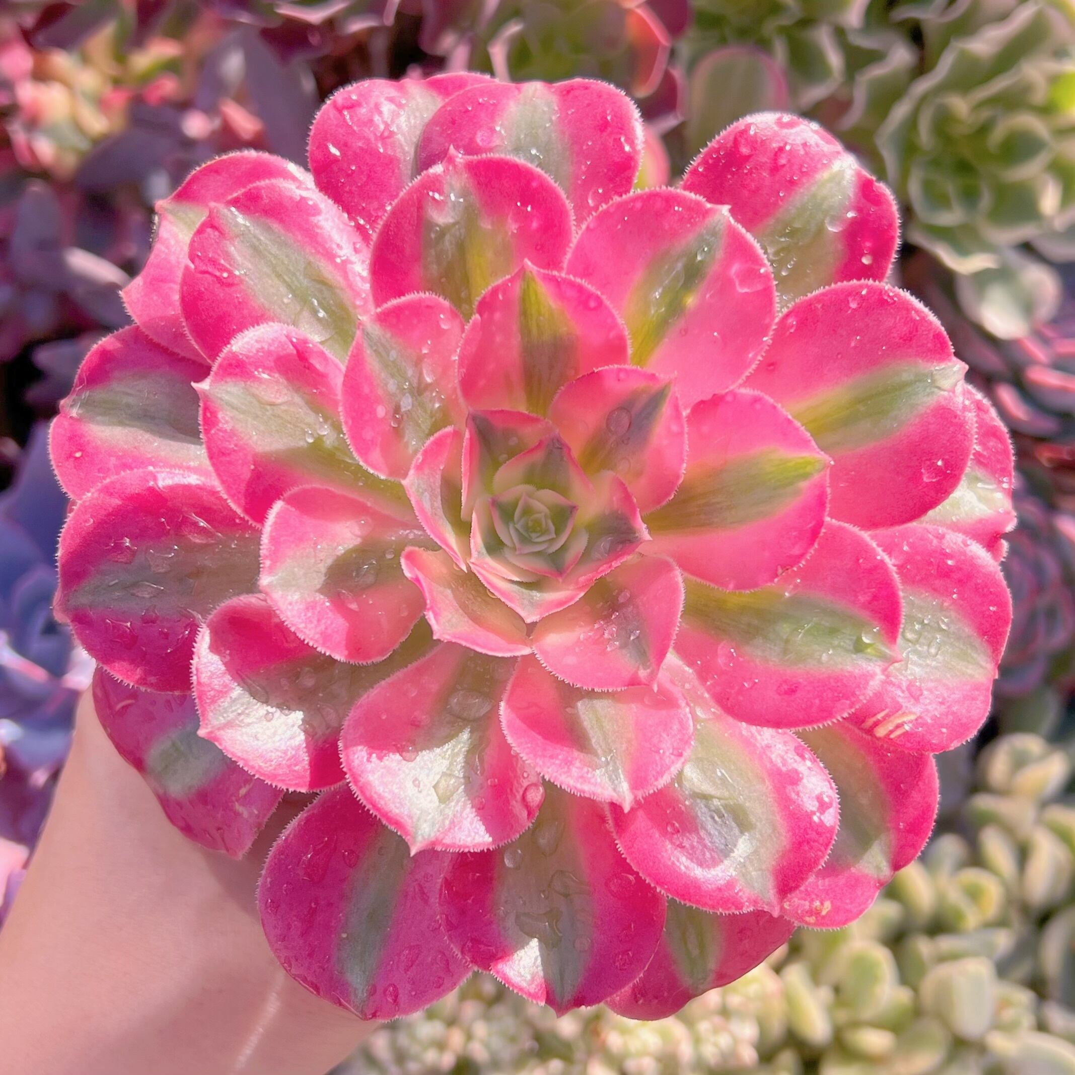 現品　アフラダイティ#A22　るる農園