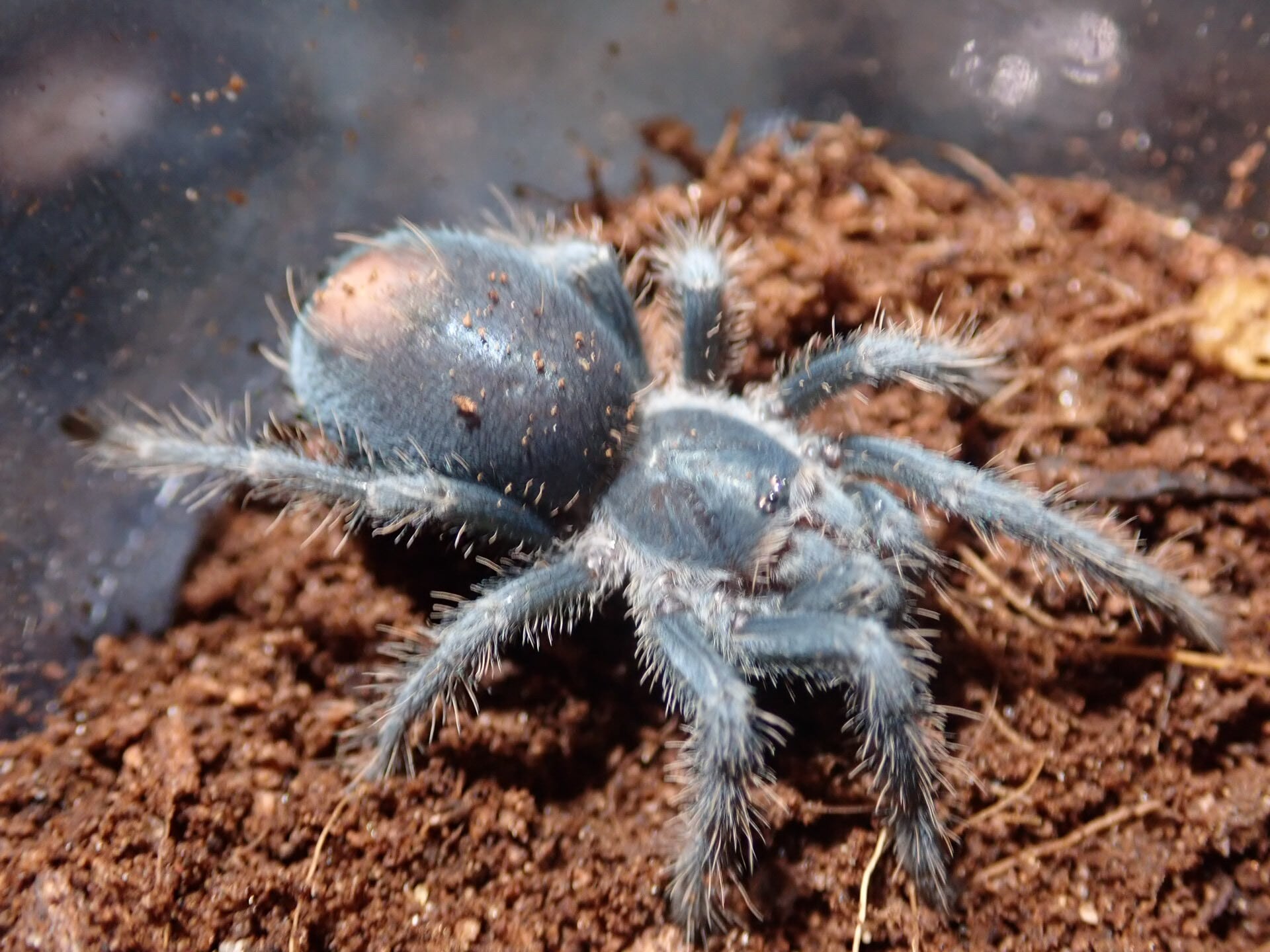 タランチュラ | Bug Bug bugs 【奇蟲専門店】