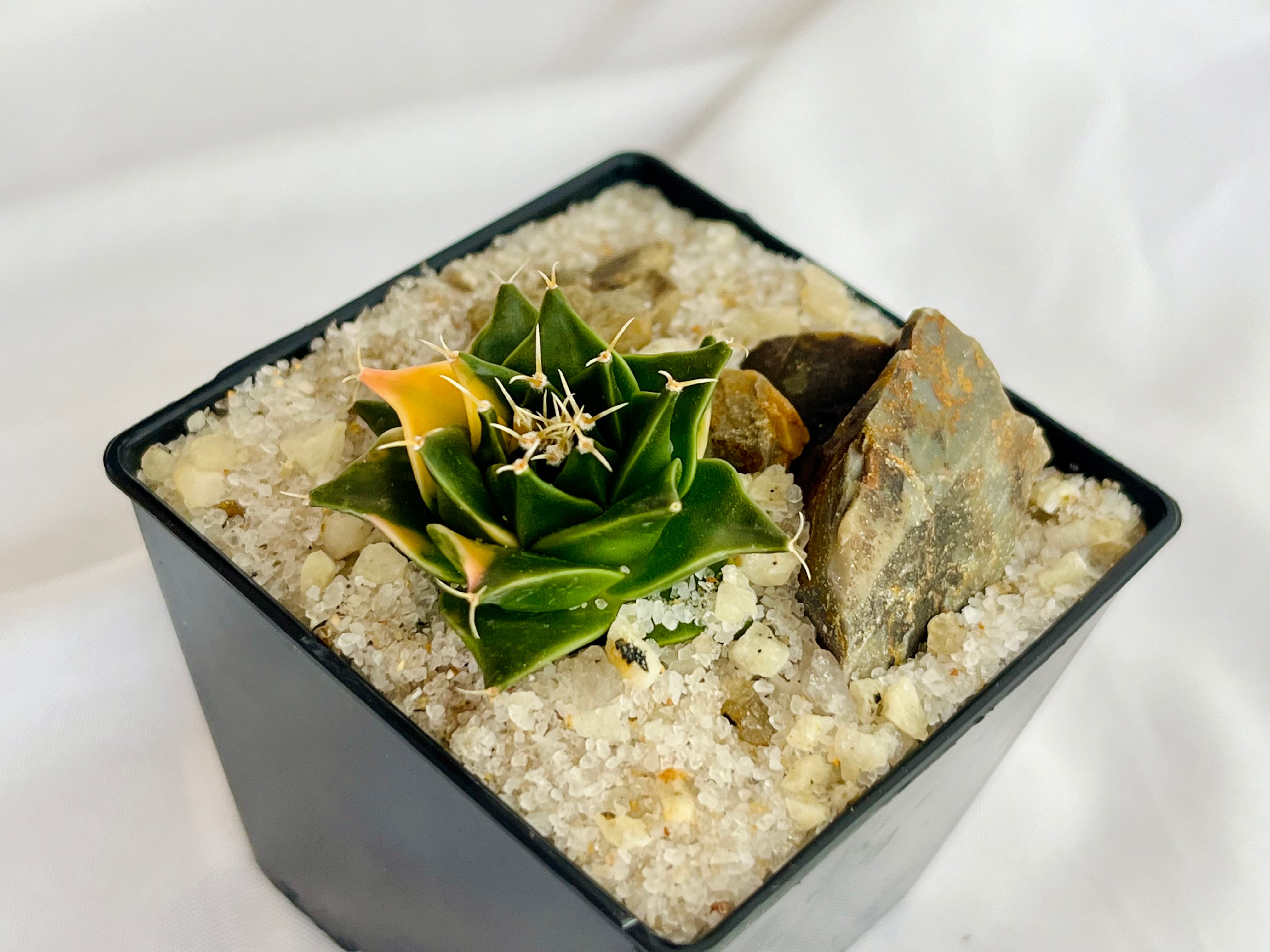 Obregonia denegrii オブレゴニア 帝冠錦 サボテン | plants MARU