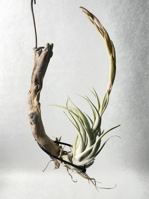 ティランジア・ミトラエンシス