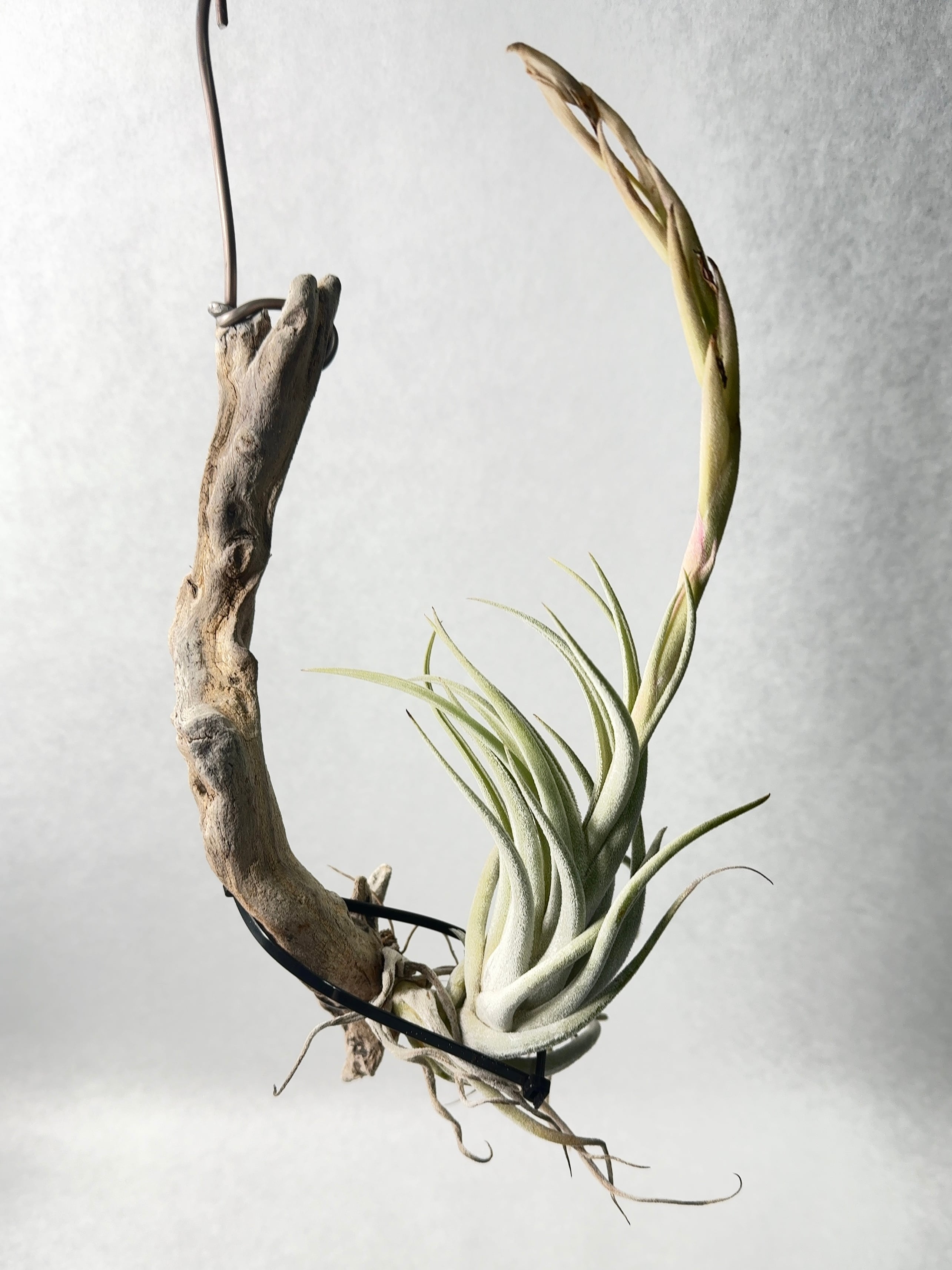 69.ティランジア・ミトラエンシス