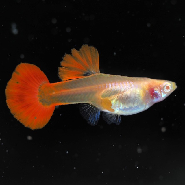 【セール】RREAレッドテールタキシード　若魚2ペア